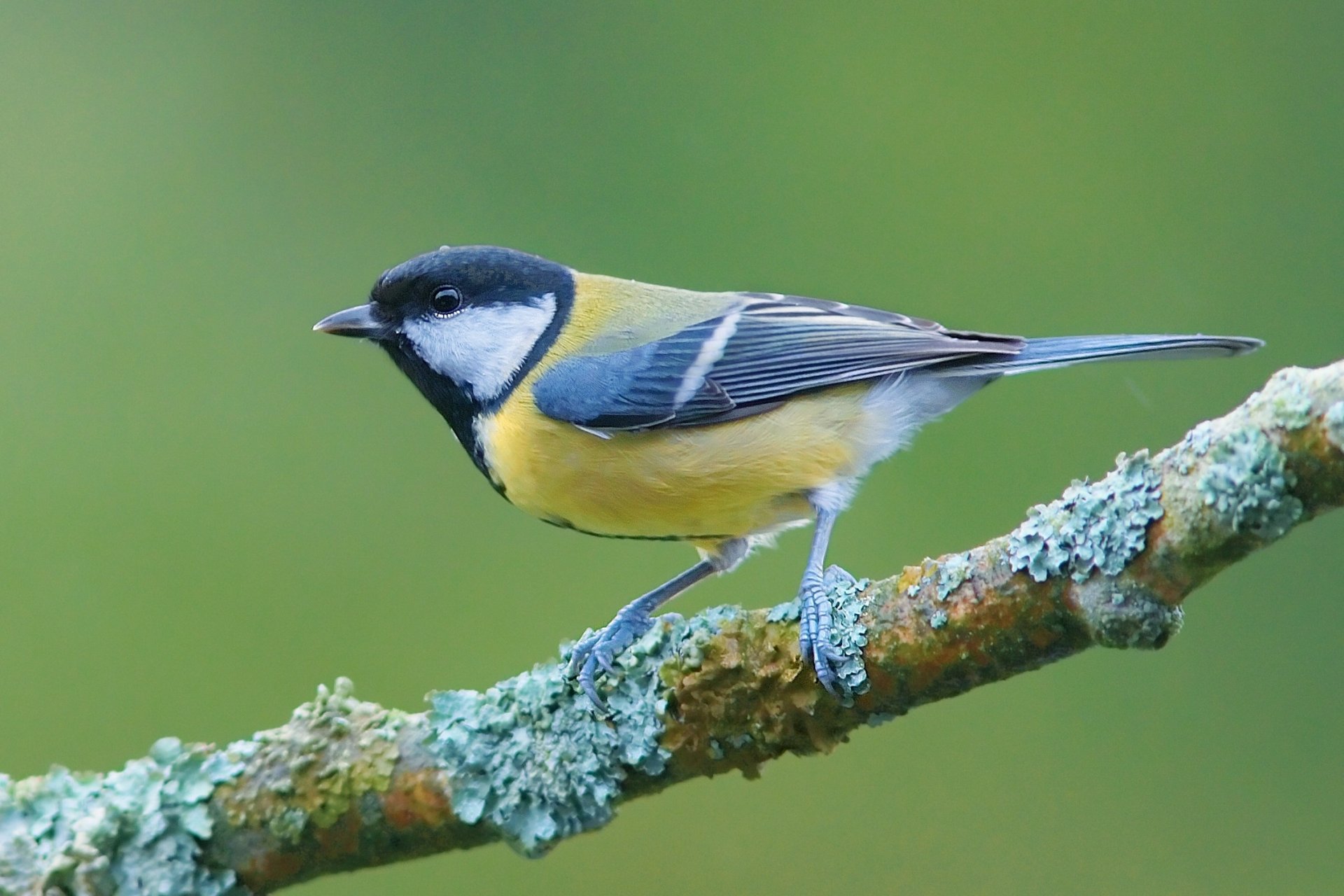 mésange oiseau ailes bec pattes branche