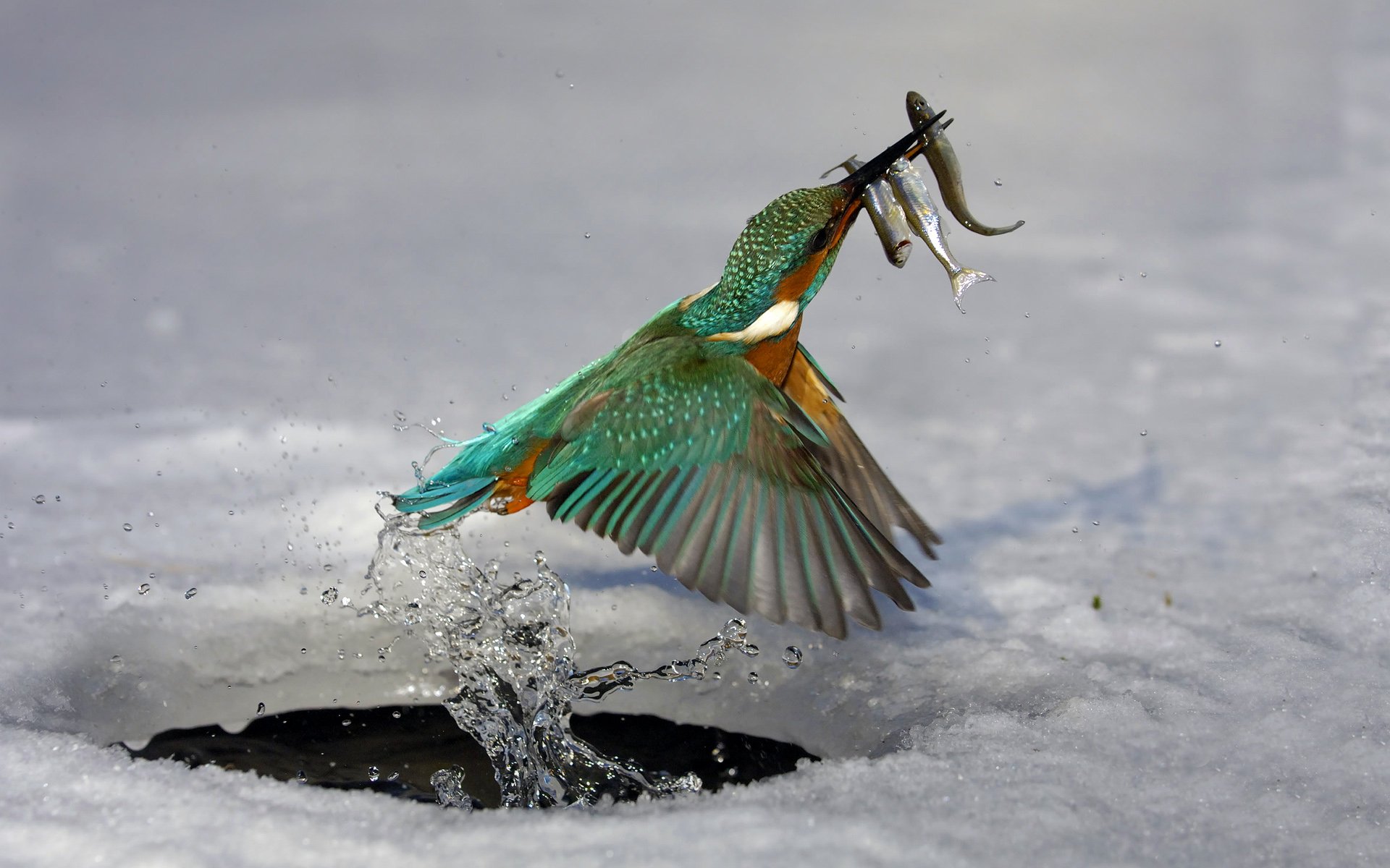 martín pescador aves caza peces hielo agua