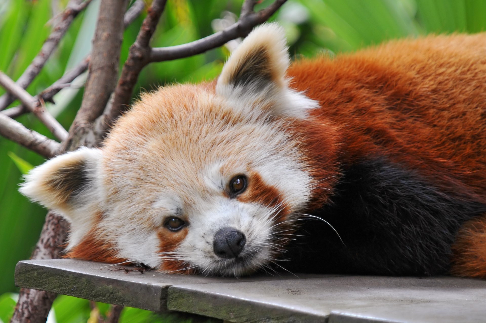 roter panda firefox schaut