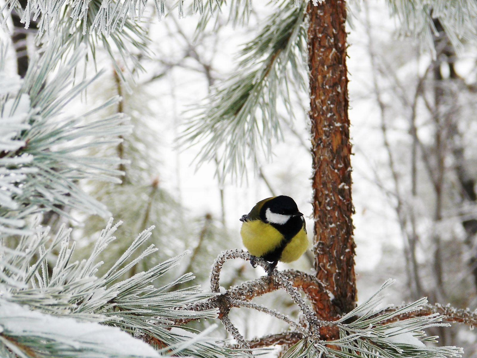 forest winter snow frost titmouse