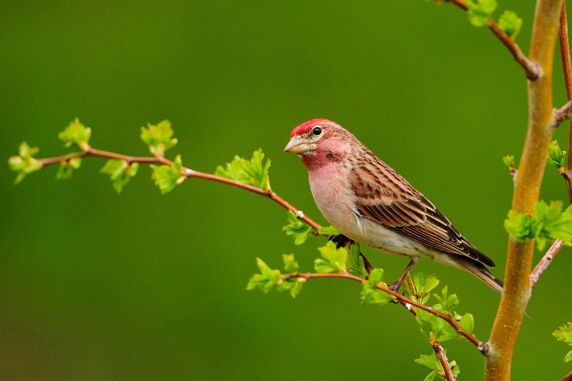 uccello ramo sfondo verde