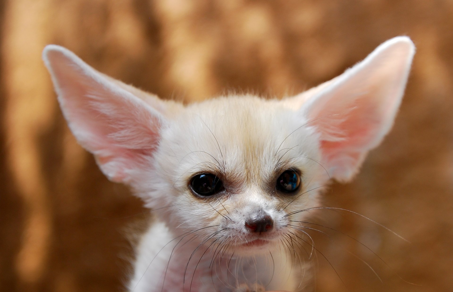 fox ears bow white