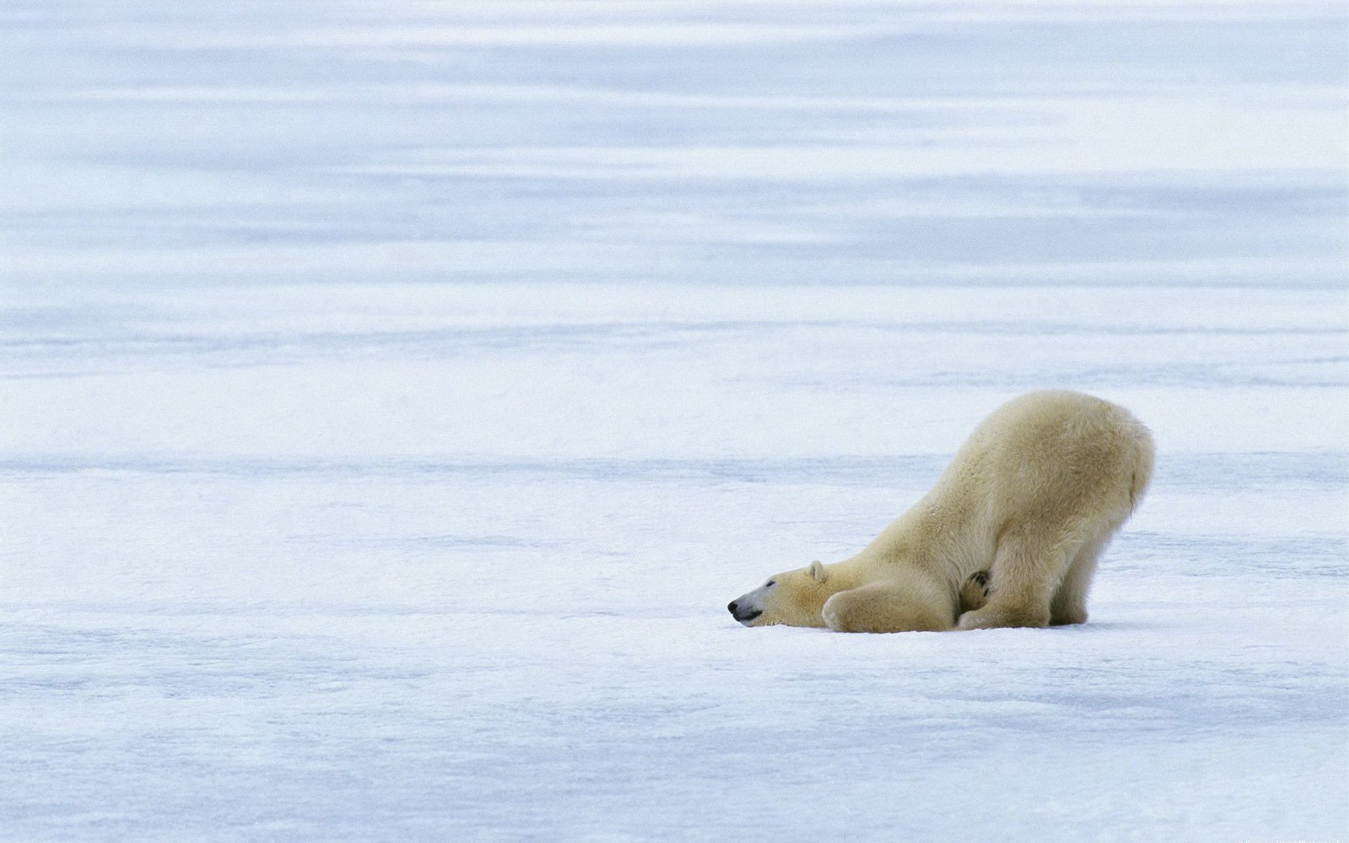 fondo hielo nieve escarcha blanco oso pelaje