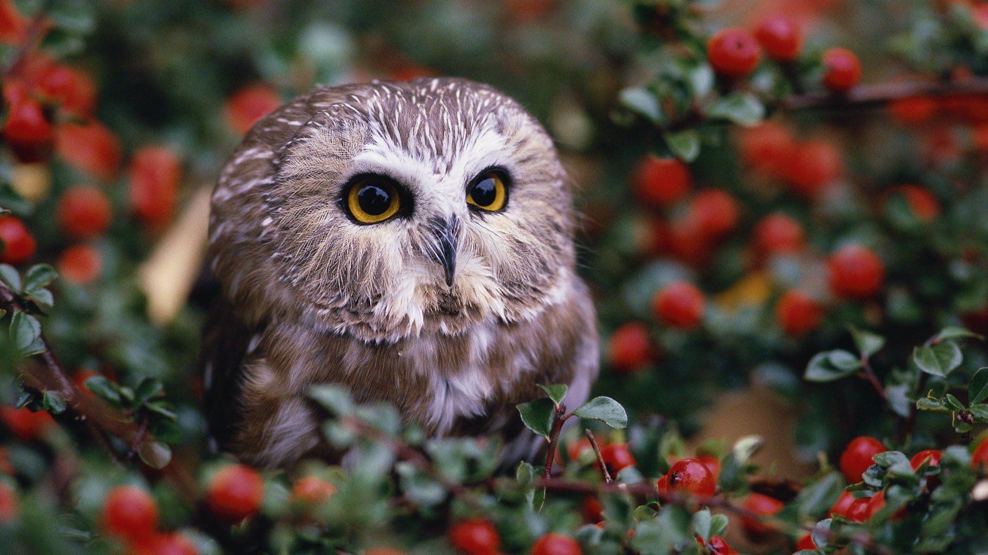 owl berries bush