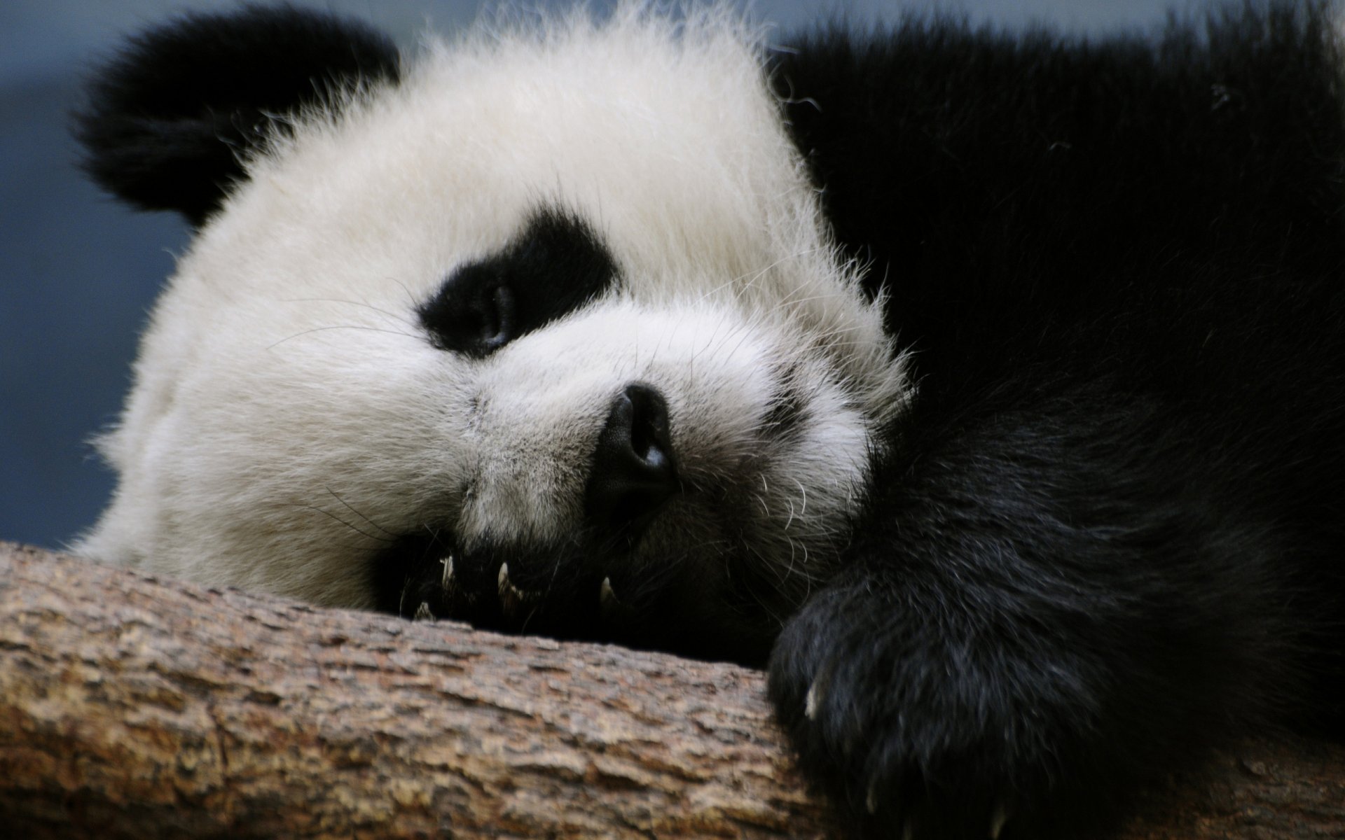 panda oso rama durmiendo