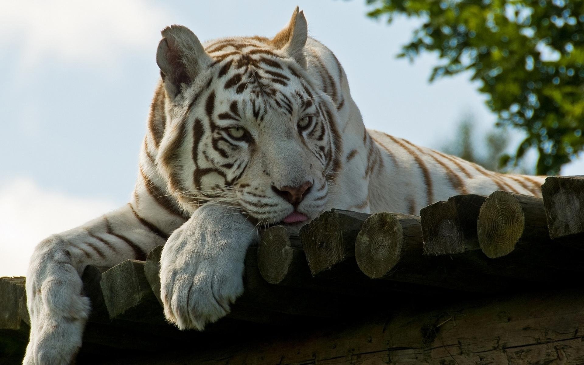 weißer tiger ruhe pfoten schnauze