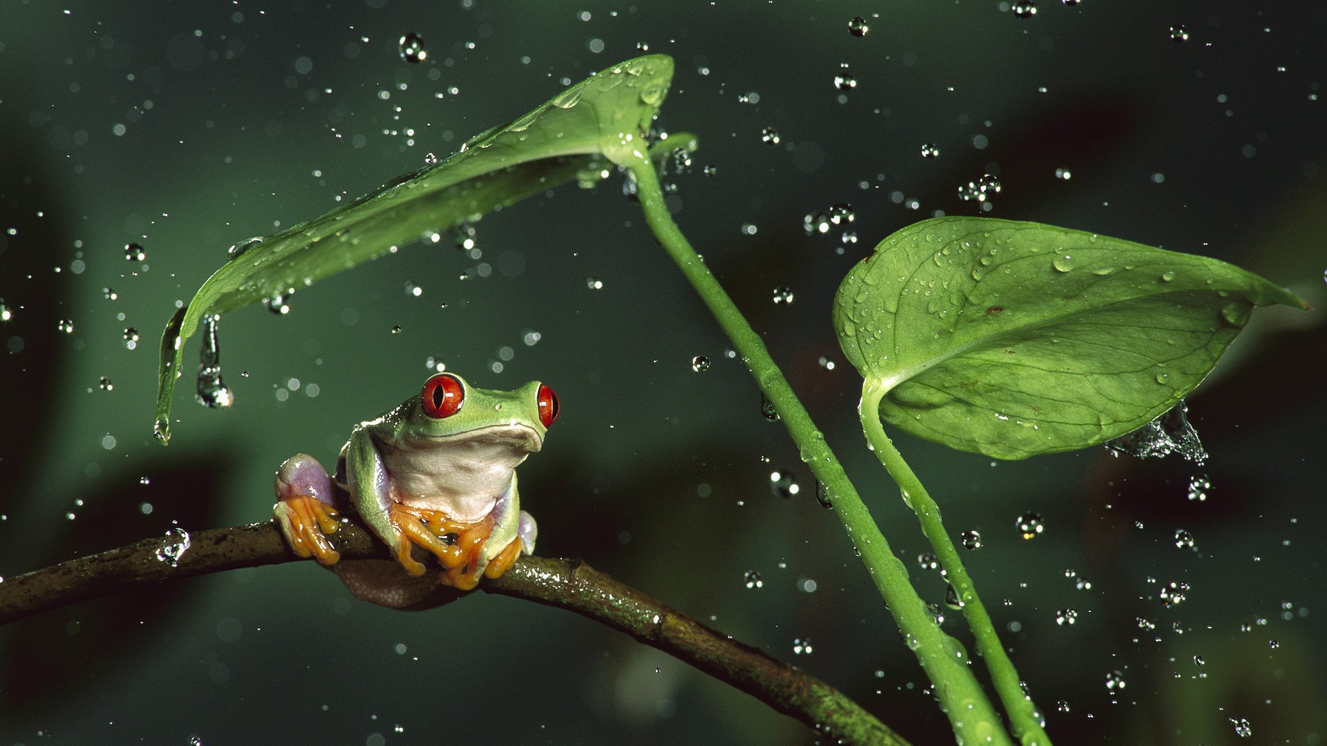 tiere tierische frosch tropfen wasser blätter stängel spritzer natur