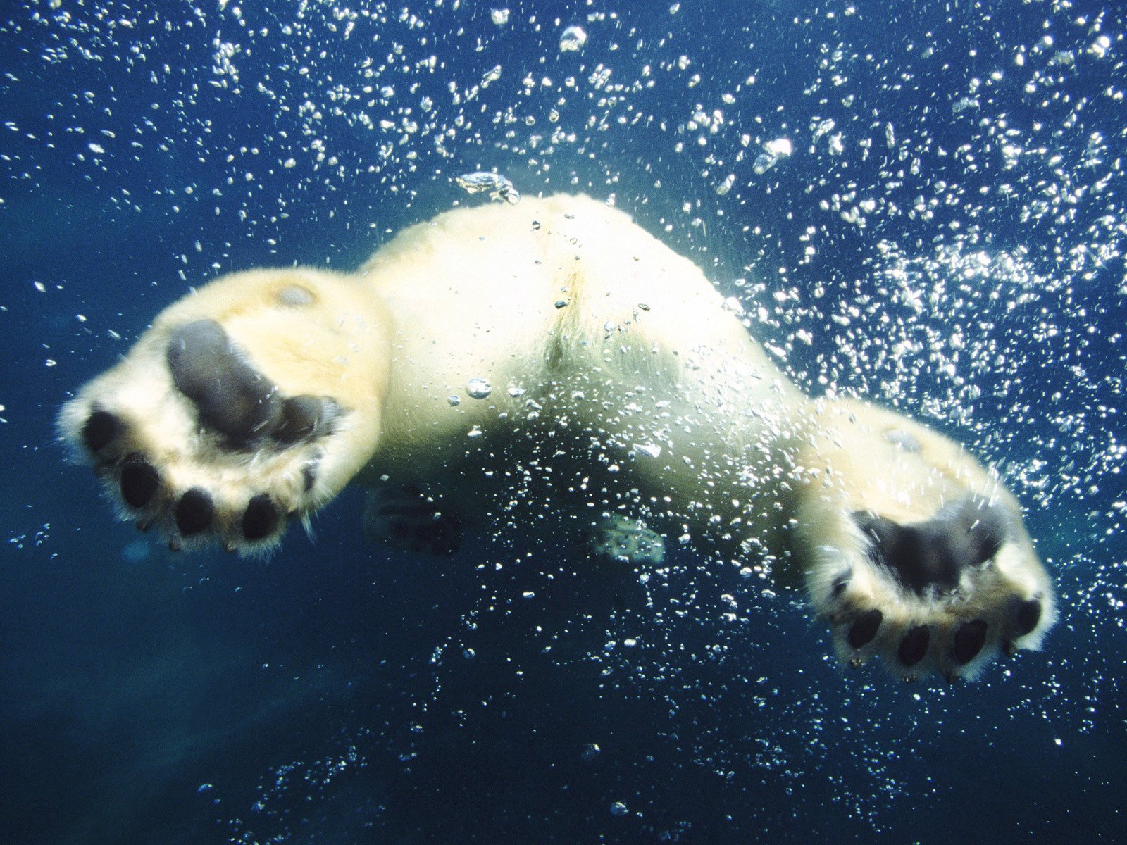 blanc ours vue arrière pattes eau bulles air natation