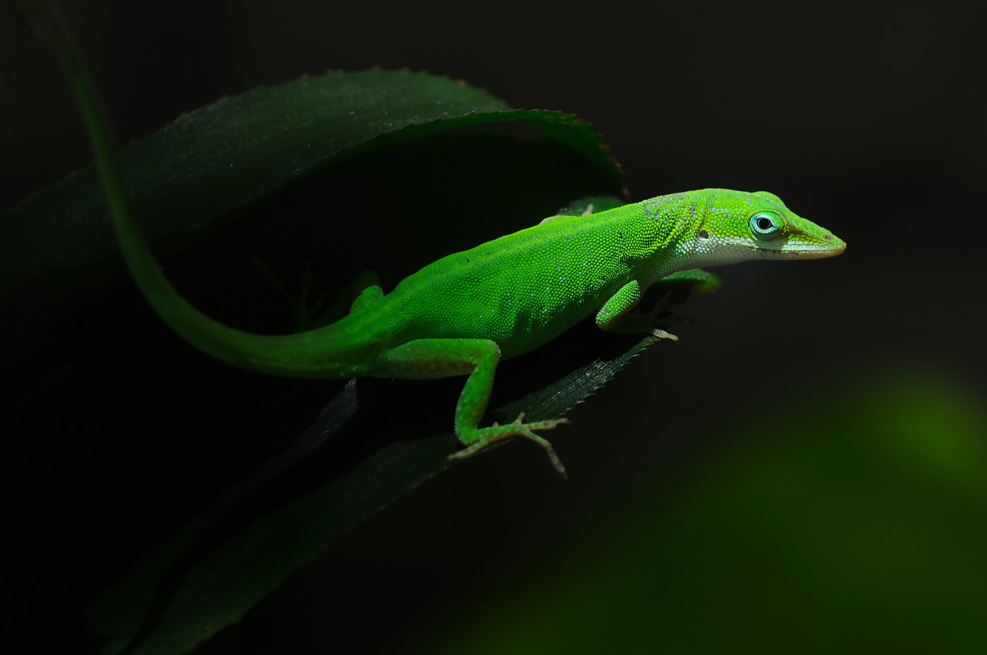 lézard vert feuillage obscurité