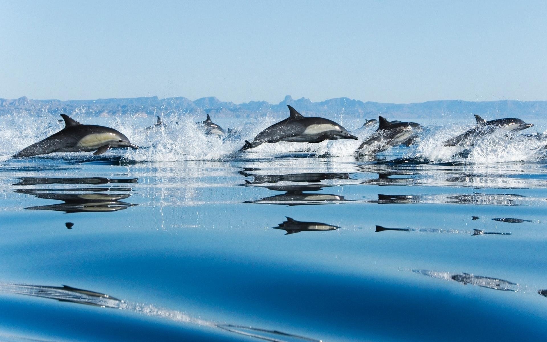 bandada delfines mar saltos salpicaduras gotas velocidad