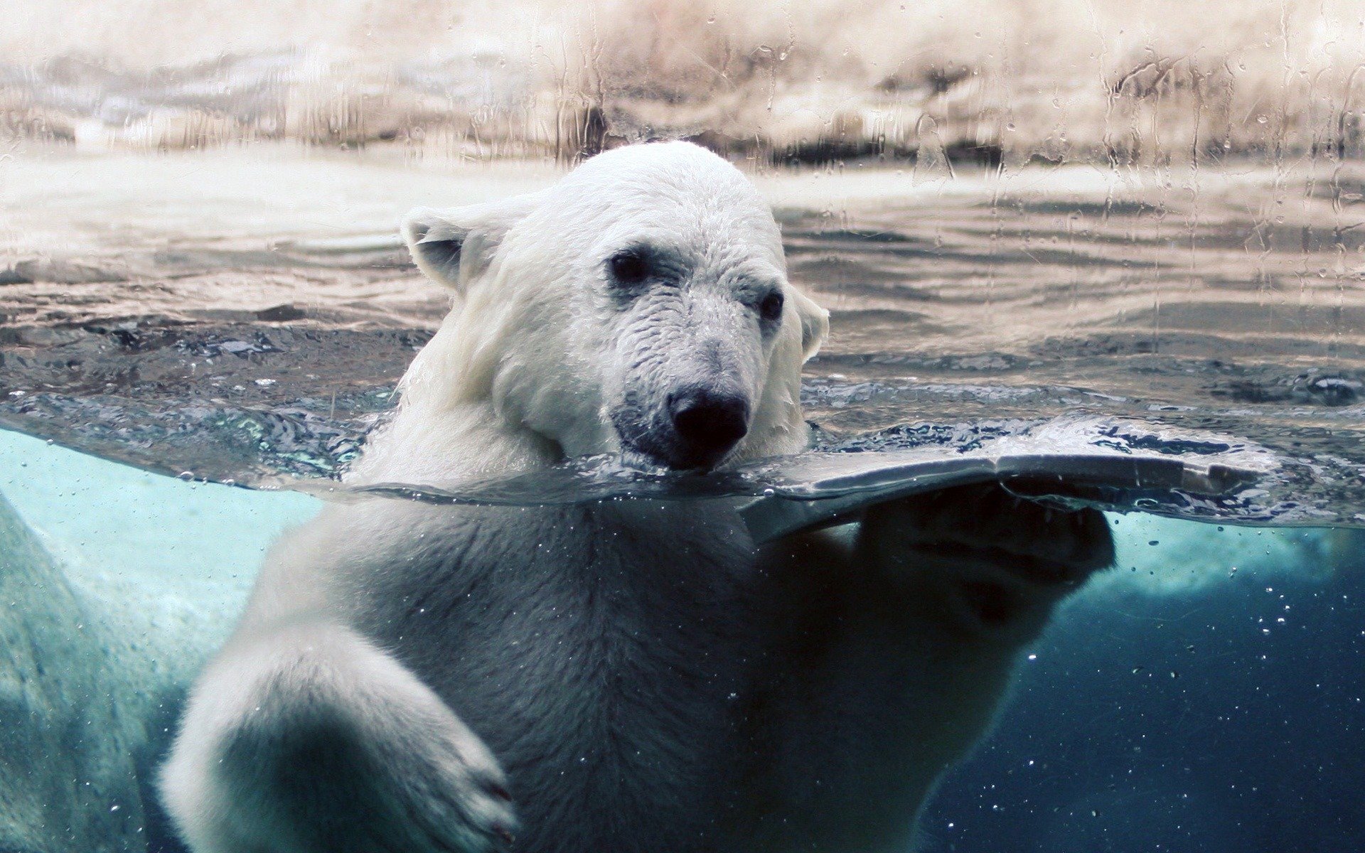 weiß bär wasser glas tropfen