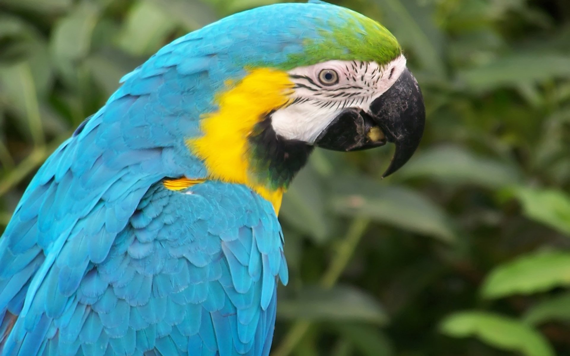 vogel papagei schnabel. blau