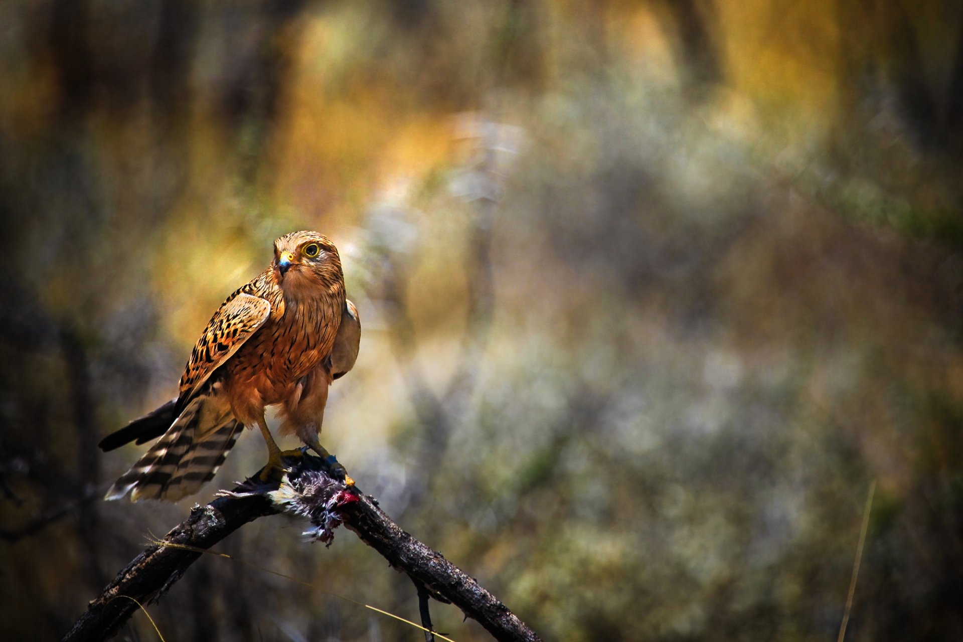 oiseau prédateur proie faucon faucon