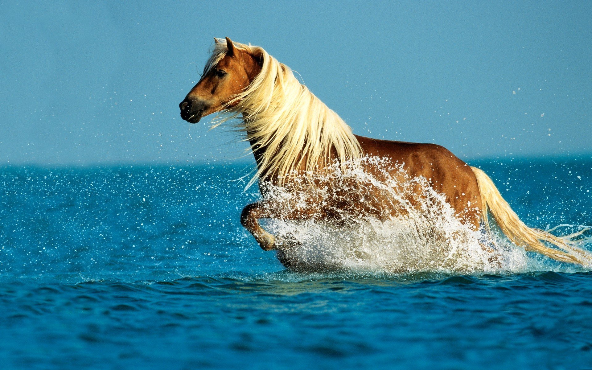 agua gotas salpicaduras caballo blanco melena cola