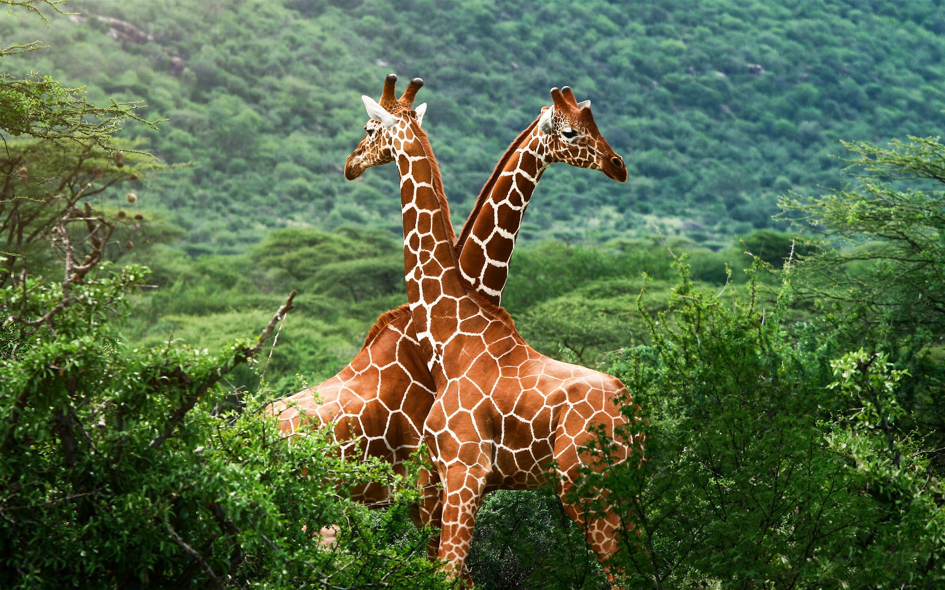 girafes afrique savane verdure