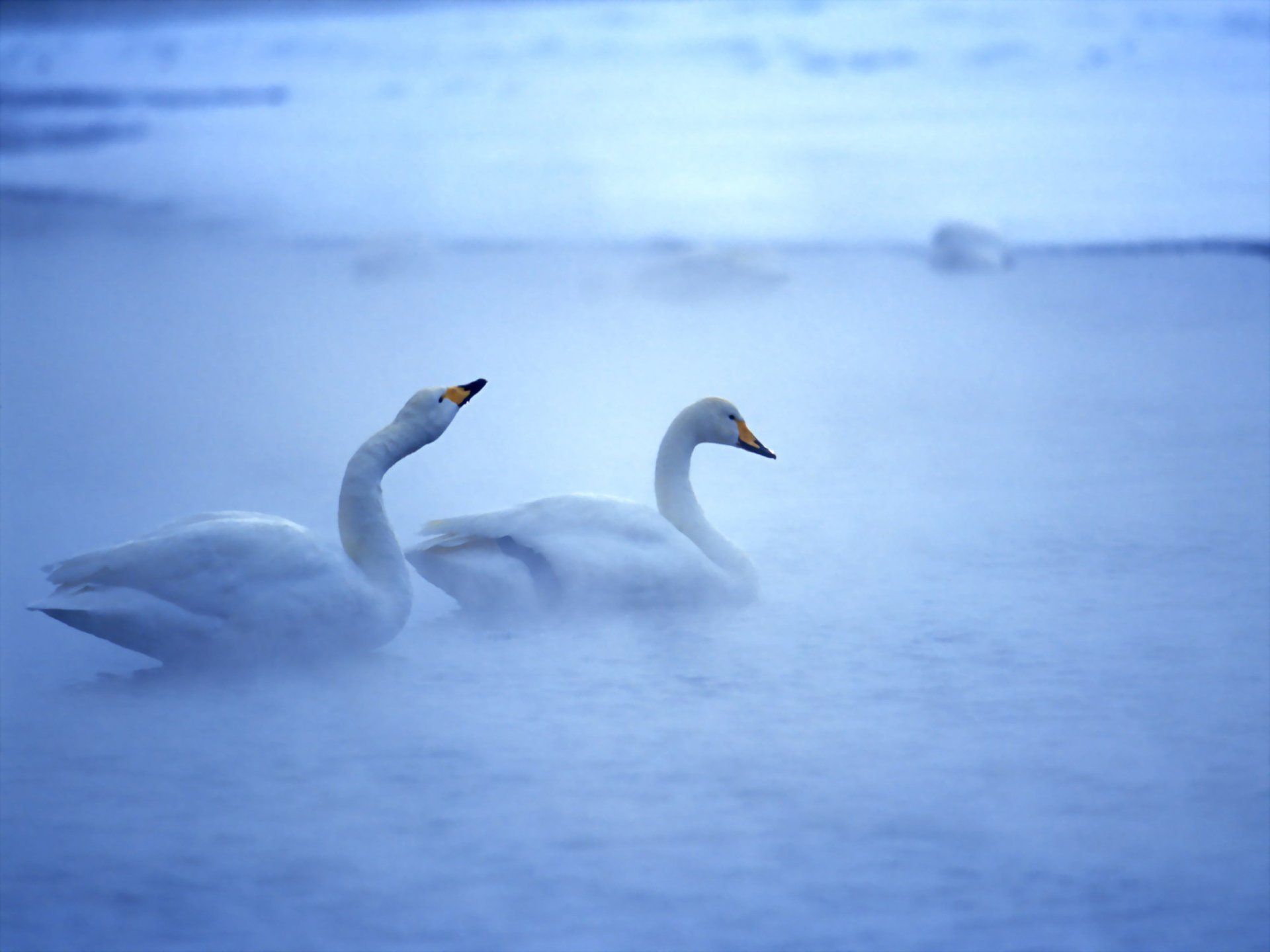 wasser vögel schwäne