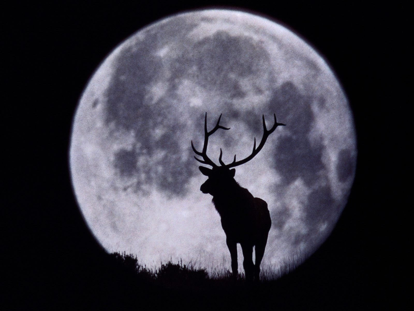 cerf bois lune silhouette