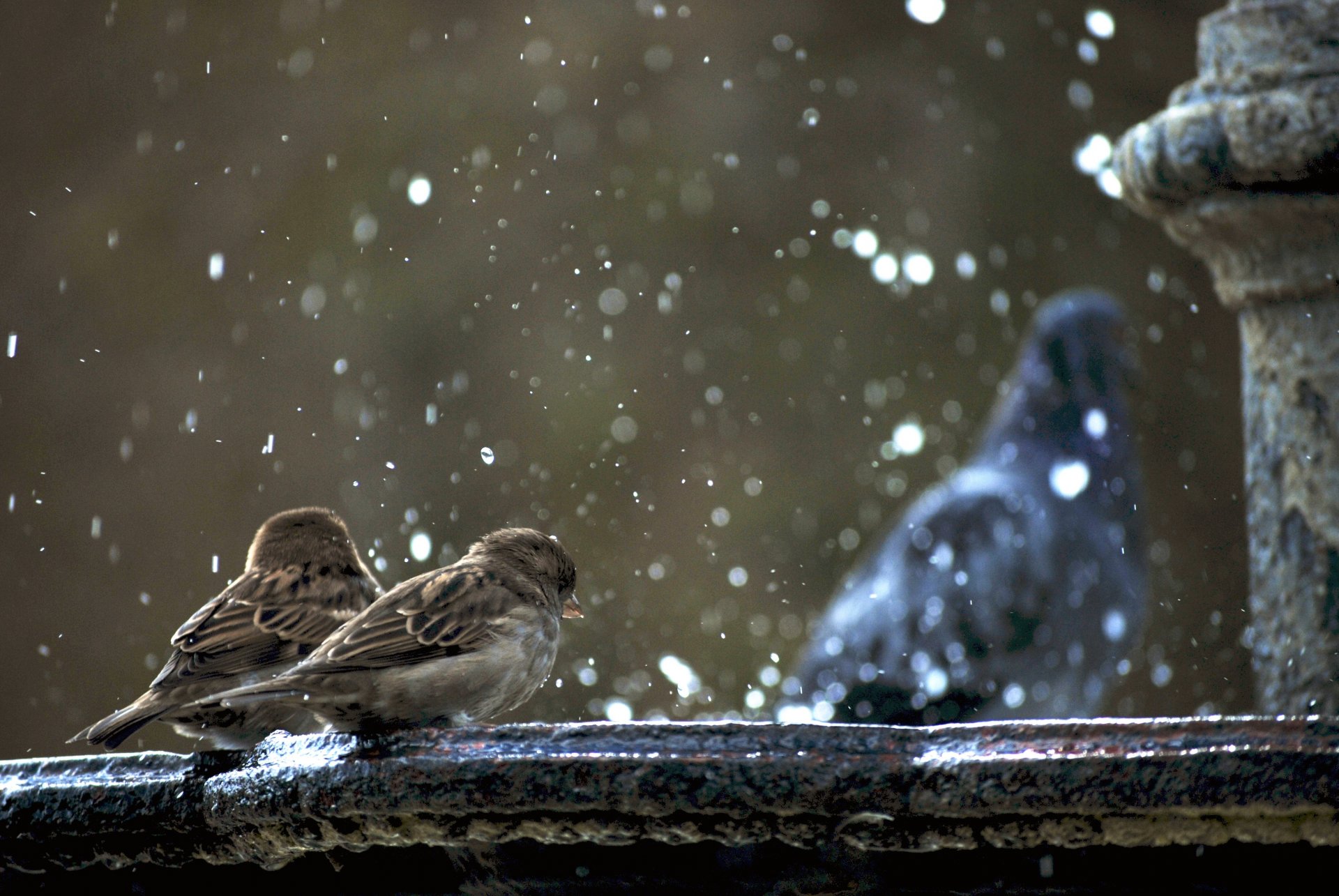 spatzen ein spaziergang ist unscharf ein brunnen