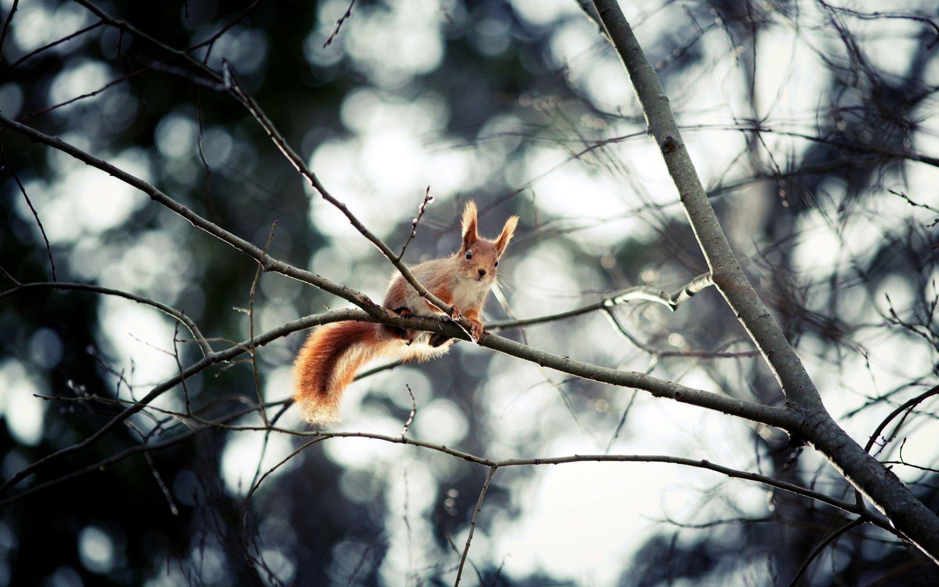 scoiattolo scoiattolo orecchie coda albero rami rami bokeh