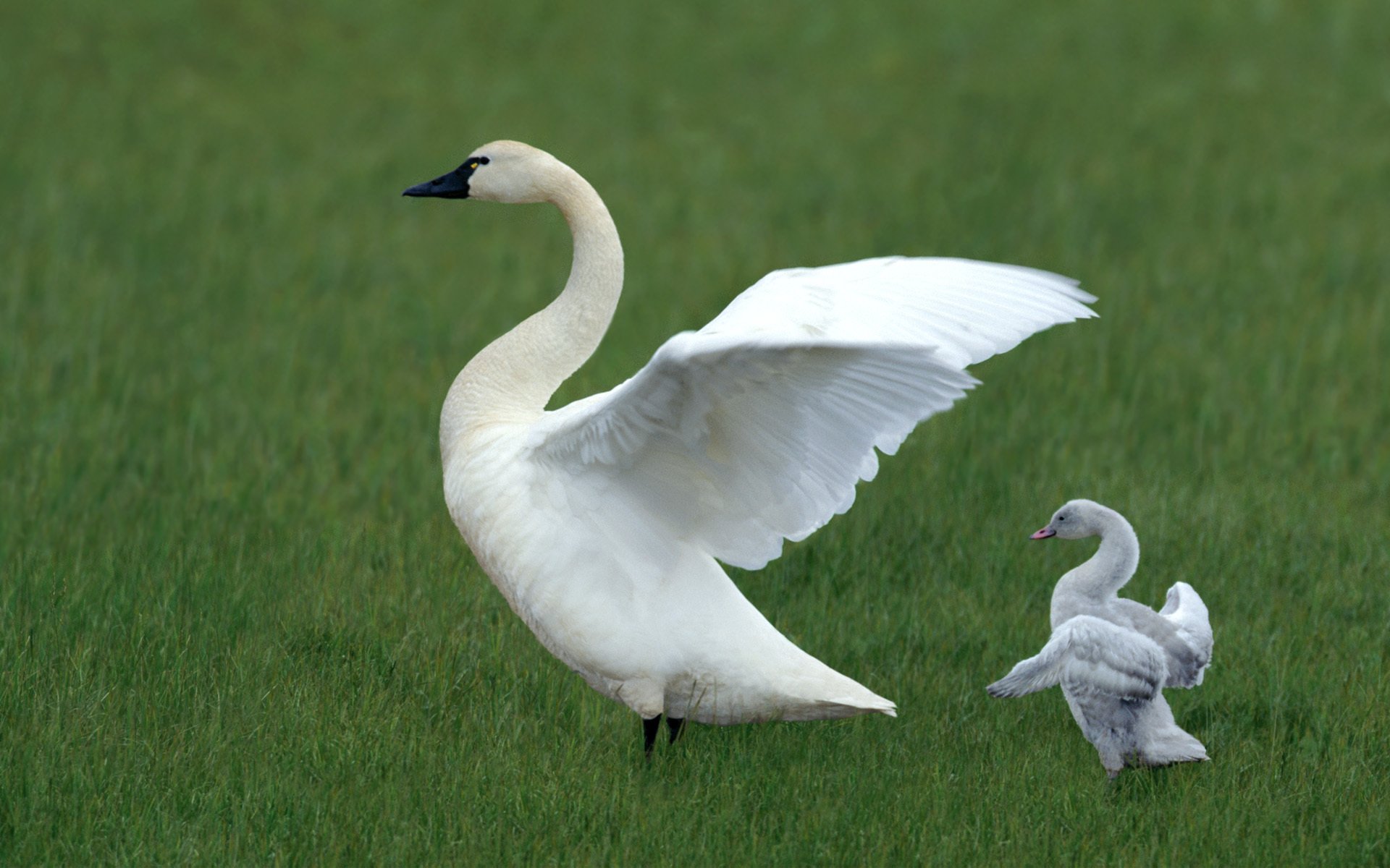 fond clairière herbe blanc cygne oiseau ailes