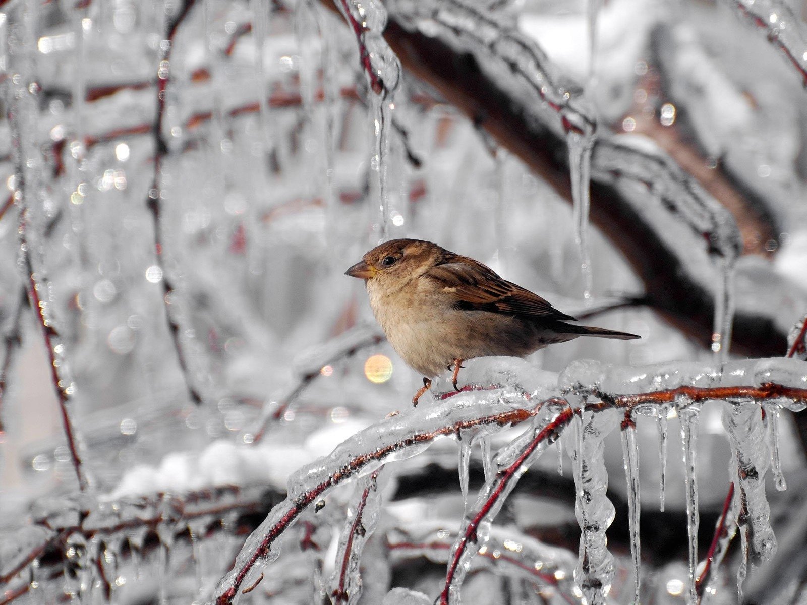 winter frost eiszapfen zweige spatz