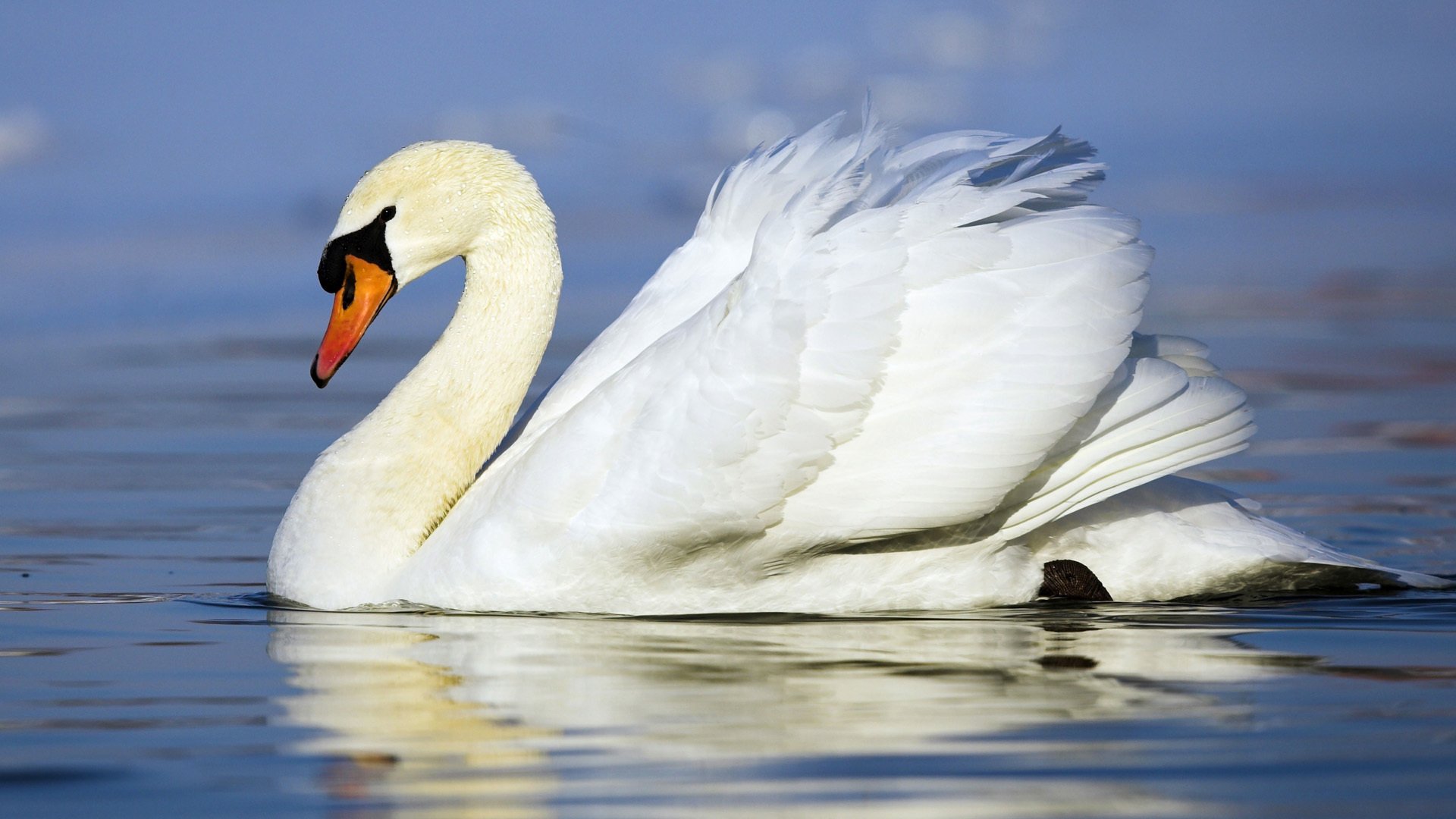 blanco cisne pájaro nadando