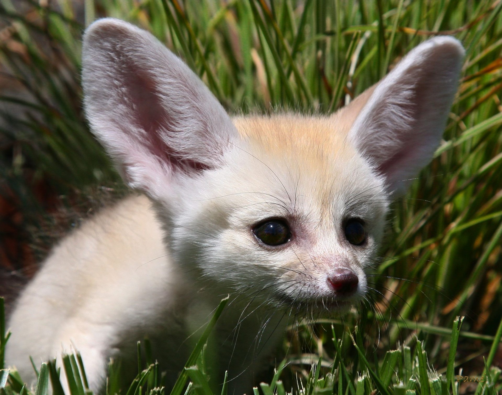 fox ears bow white sandy fox eye