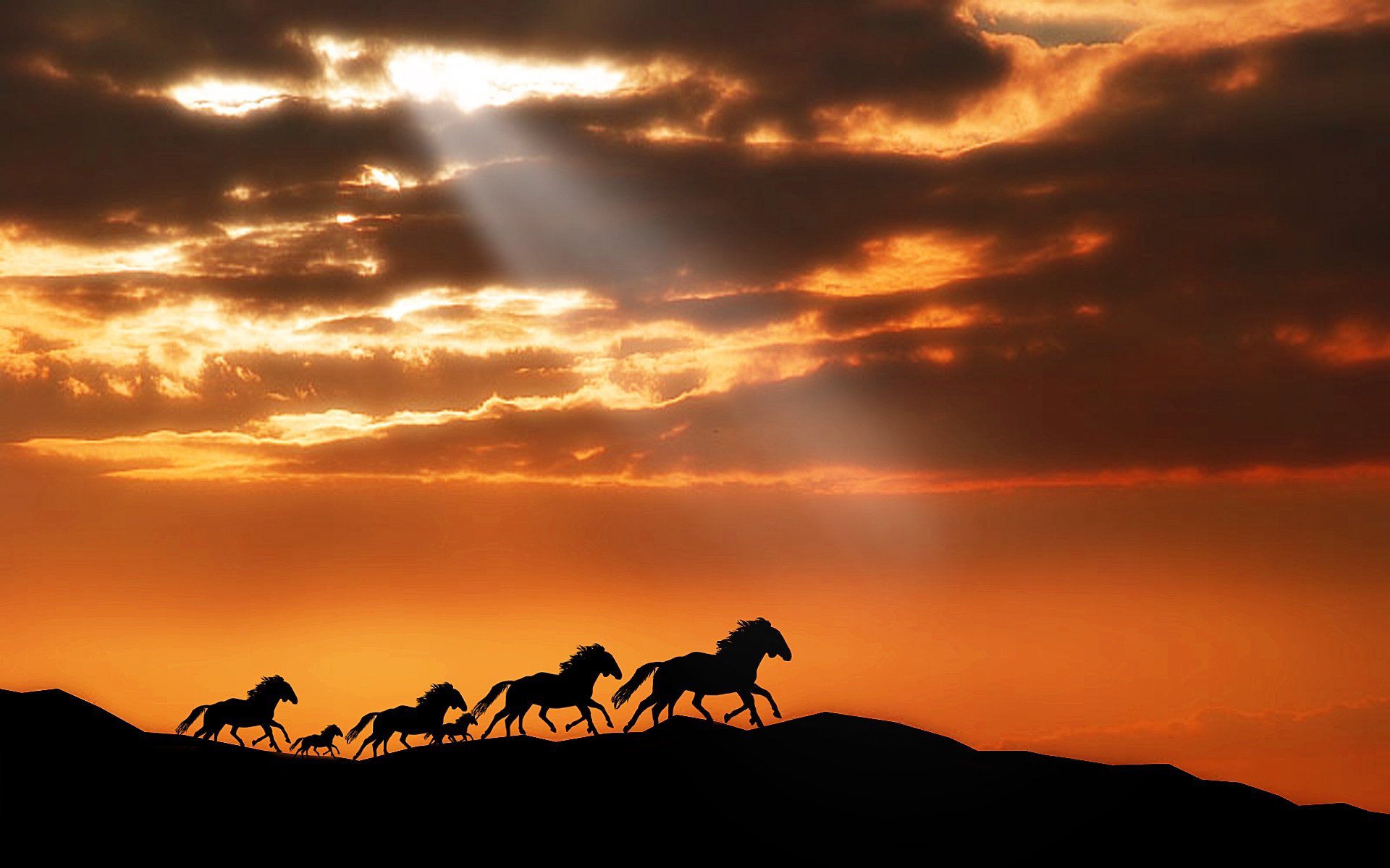 animals horse horses horse mountains sunset sky clouds sun rays light herd pony