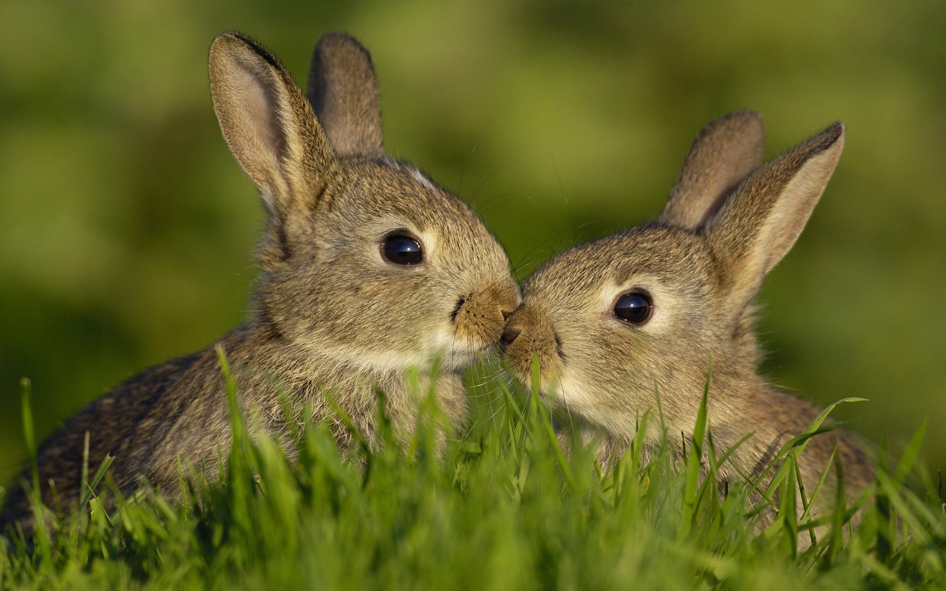 animaux lièvres été herbe