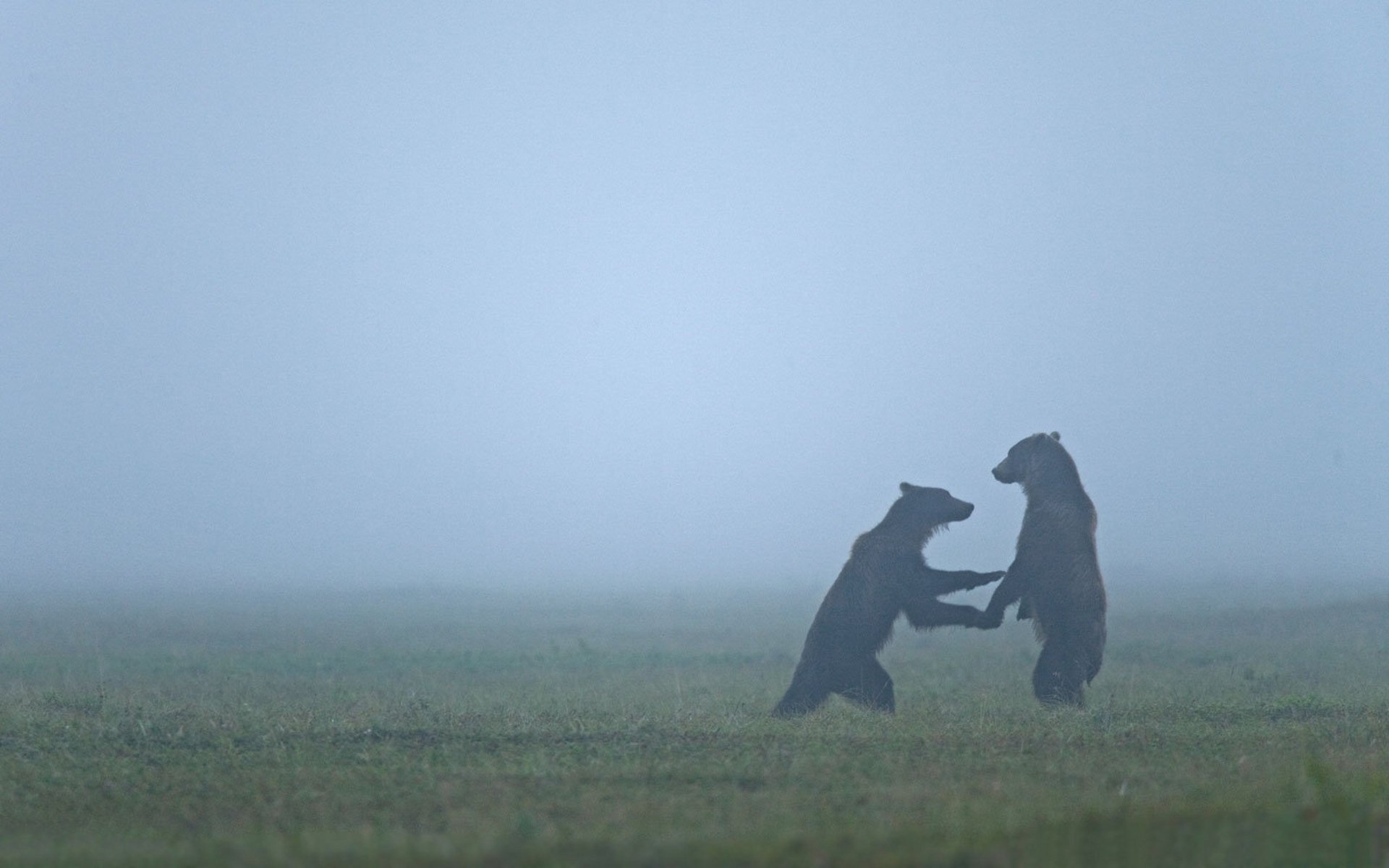 animales osos brumas bruma oso vida silvestre