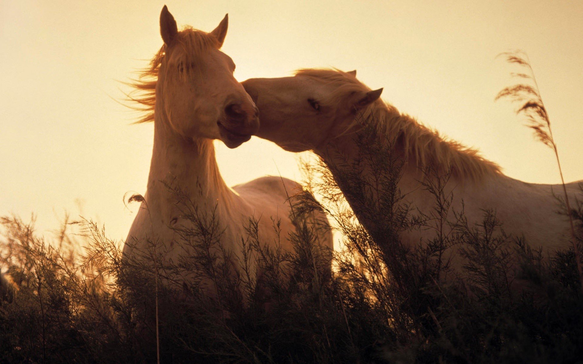 tiere pferde pferde licht gras tiere