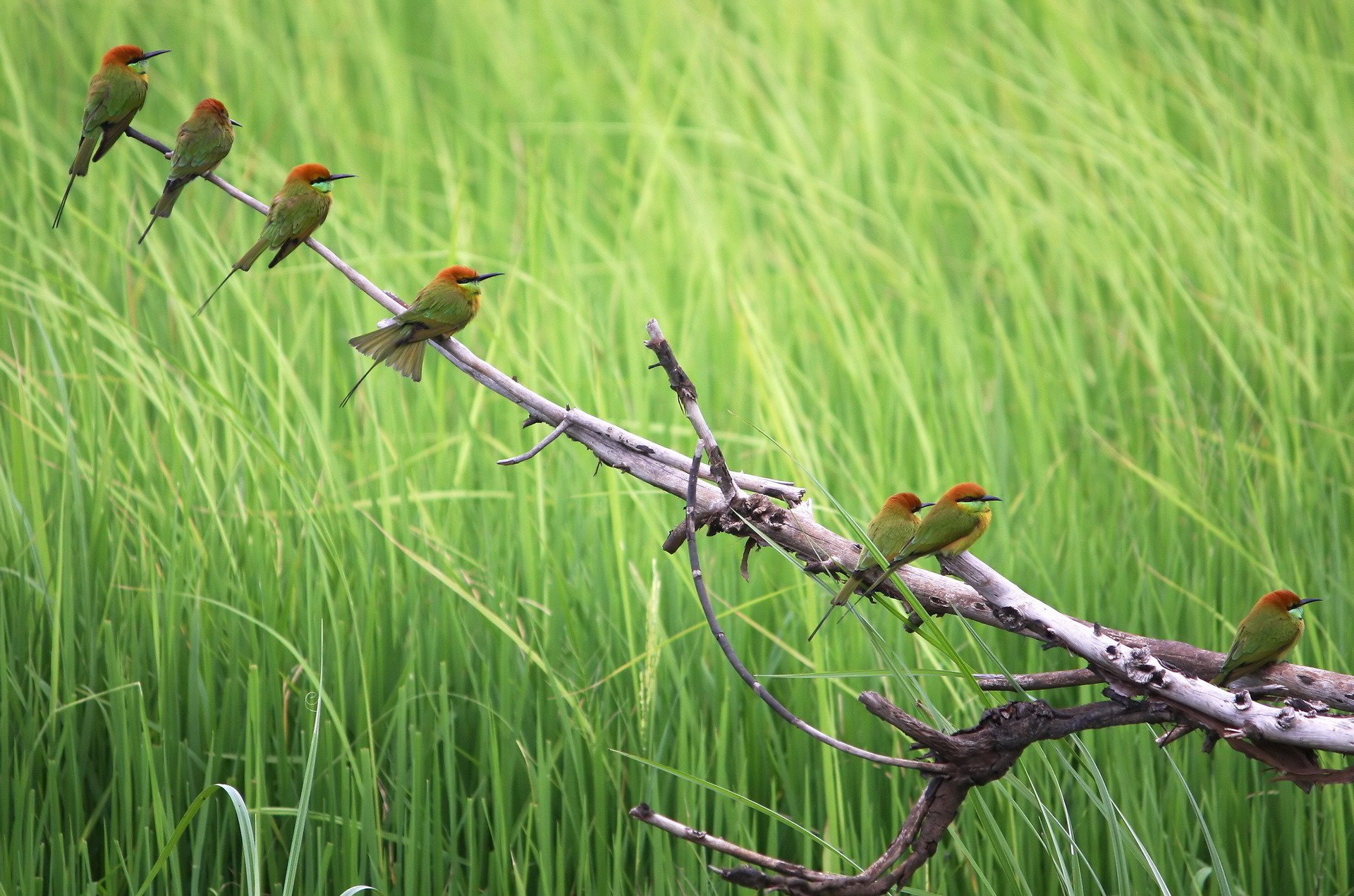 birds summer nature