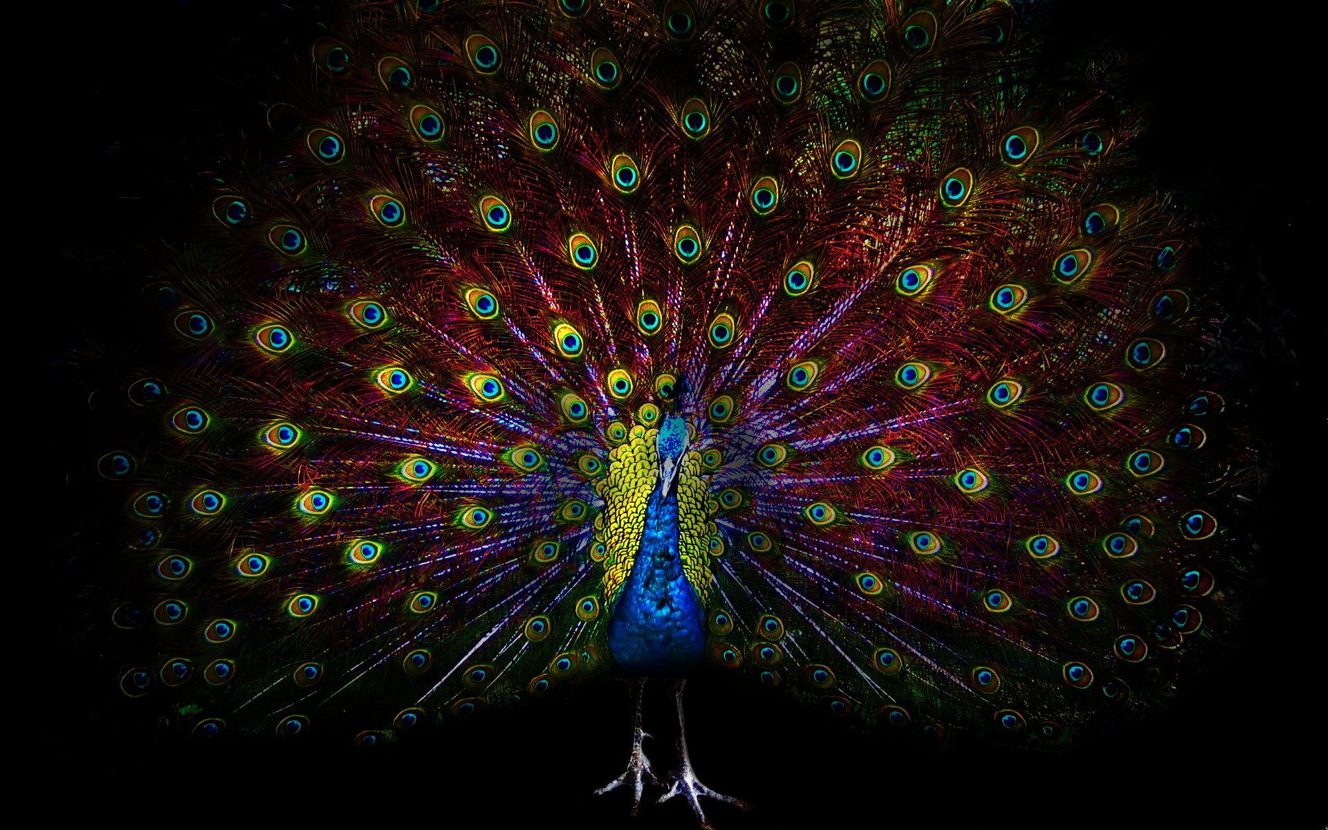 poultry peacock eyes feathers dark