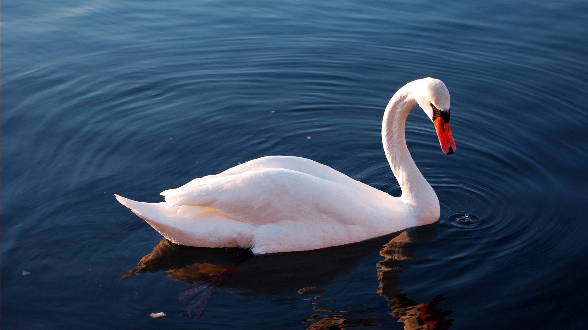 oiseau cygne lac eau réflexion