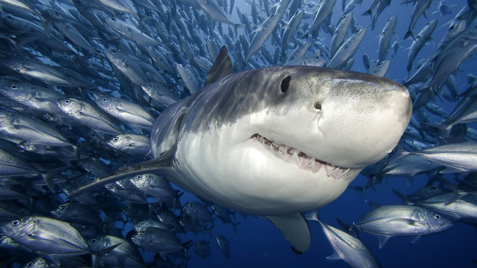 white shark fish sea