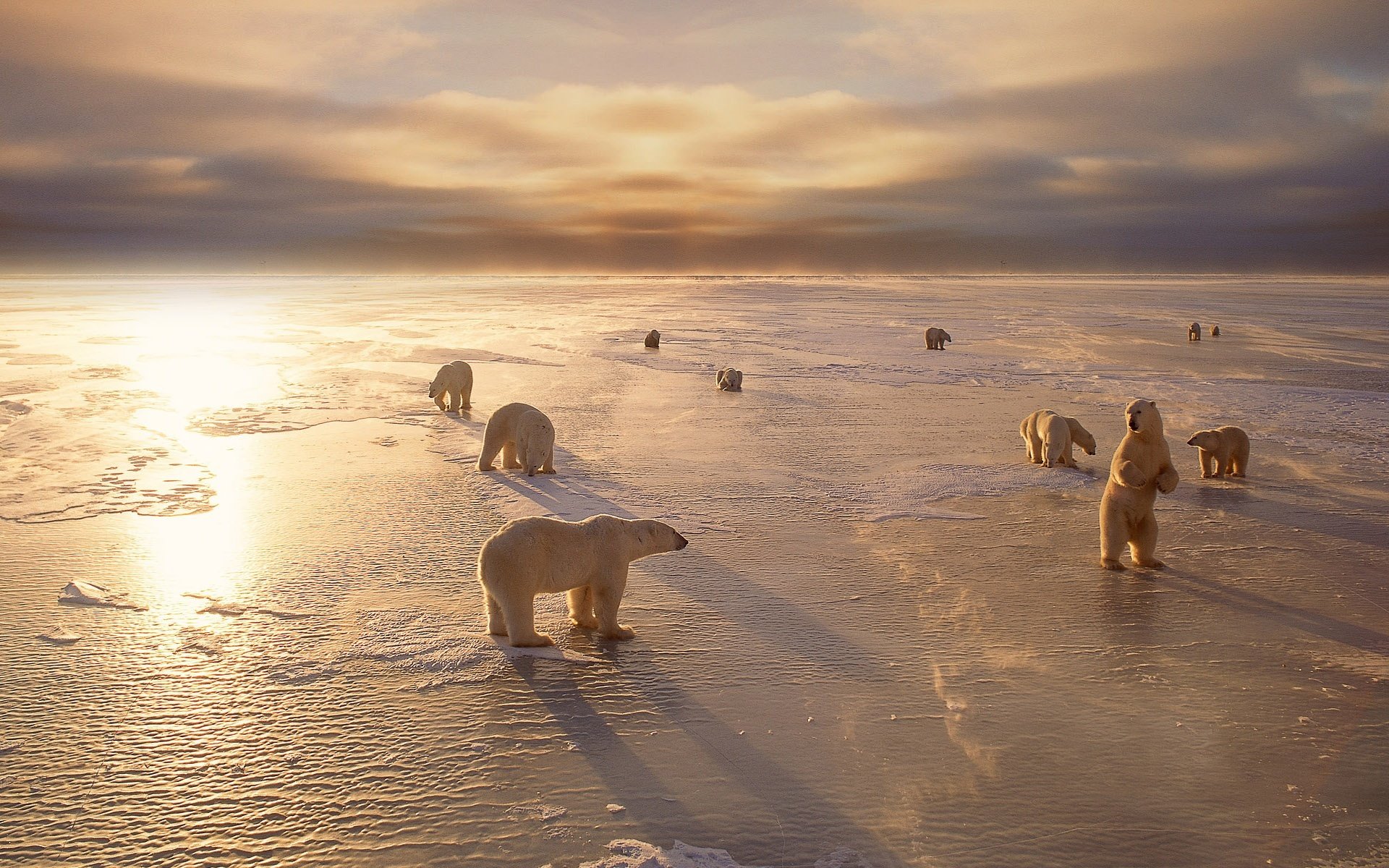 white bears animals north cool winter snow