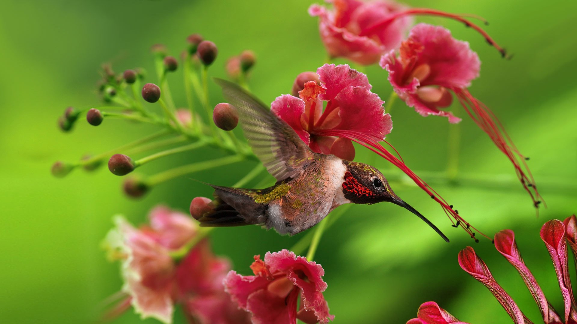 kolibri vogel blumen