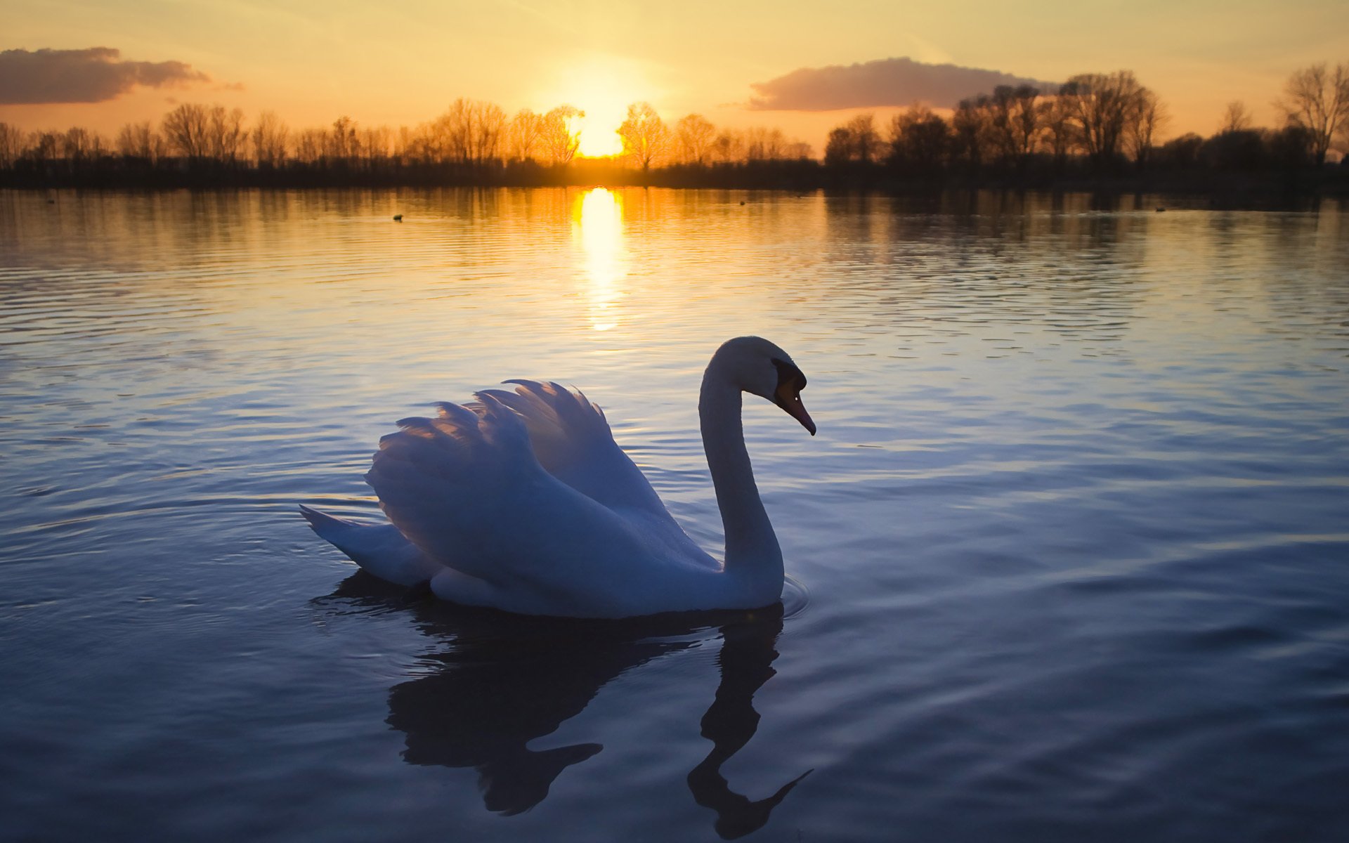 schwan vogel see sonne romantik