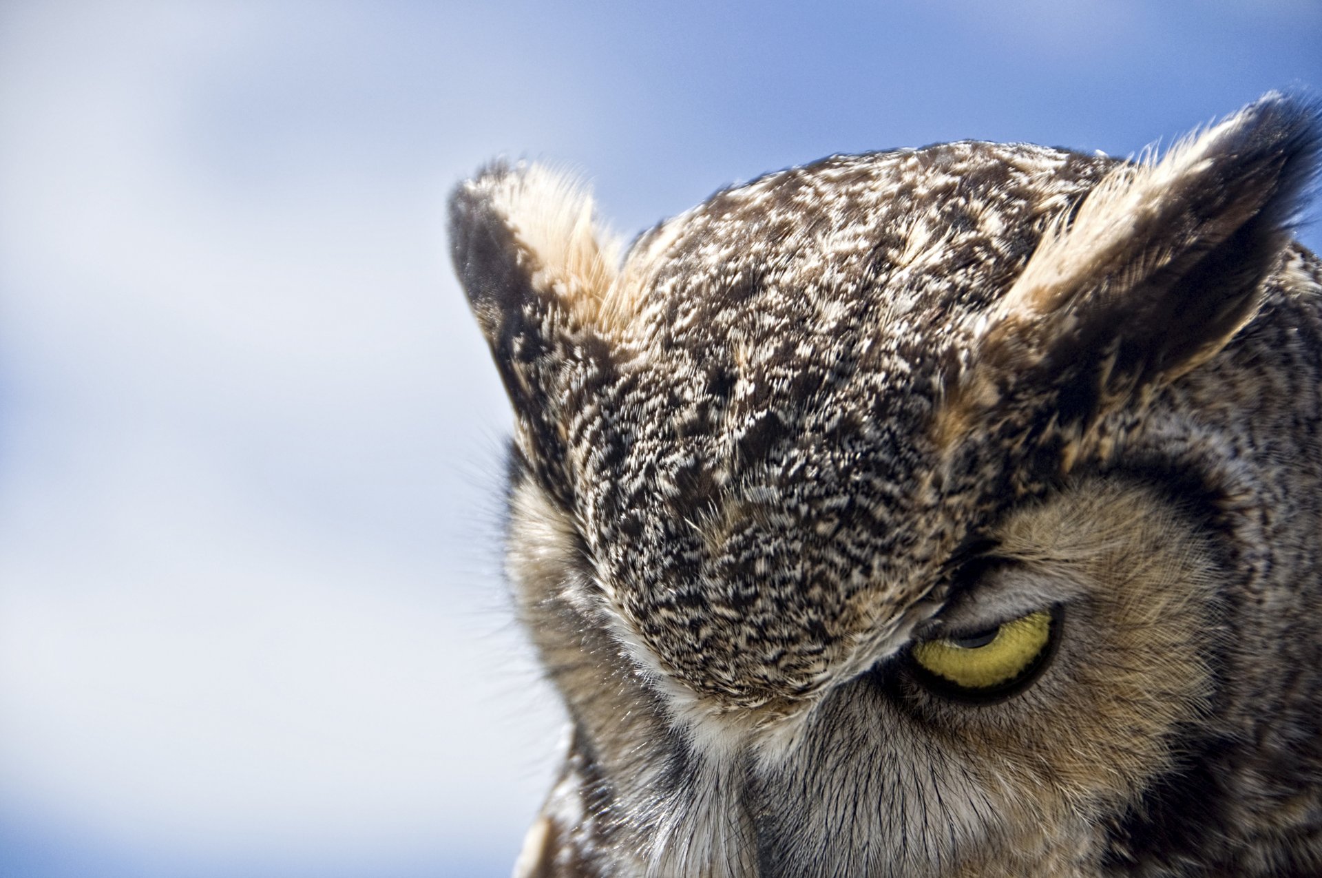 grand hibou à cornes hibou froncement de sourcils