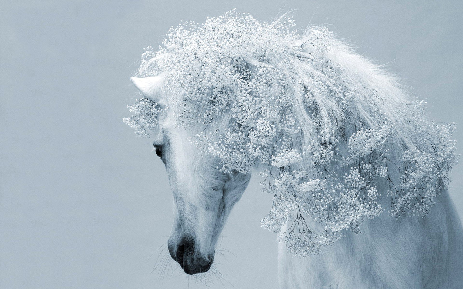 background white horse mane flower