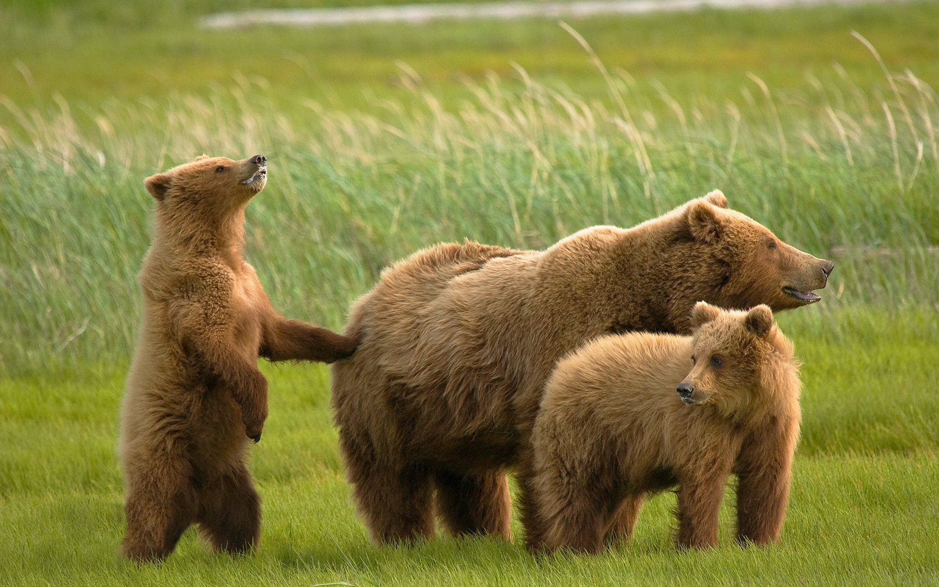 osos osos grizzlies