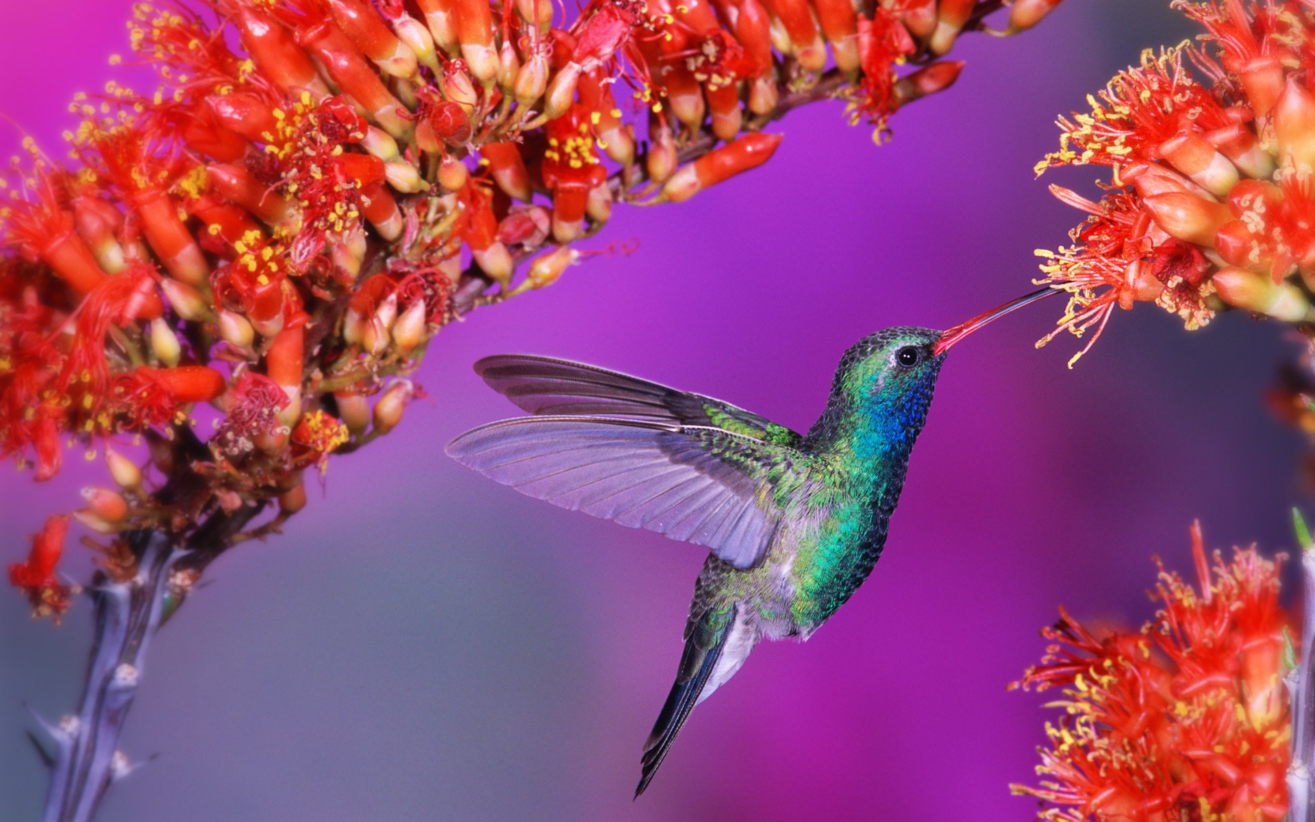 oiseau colibri fleurs