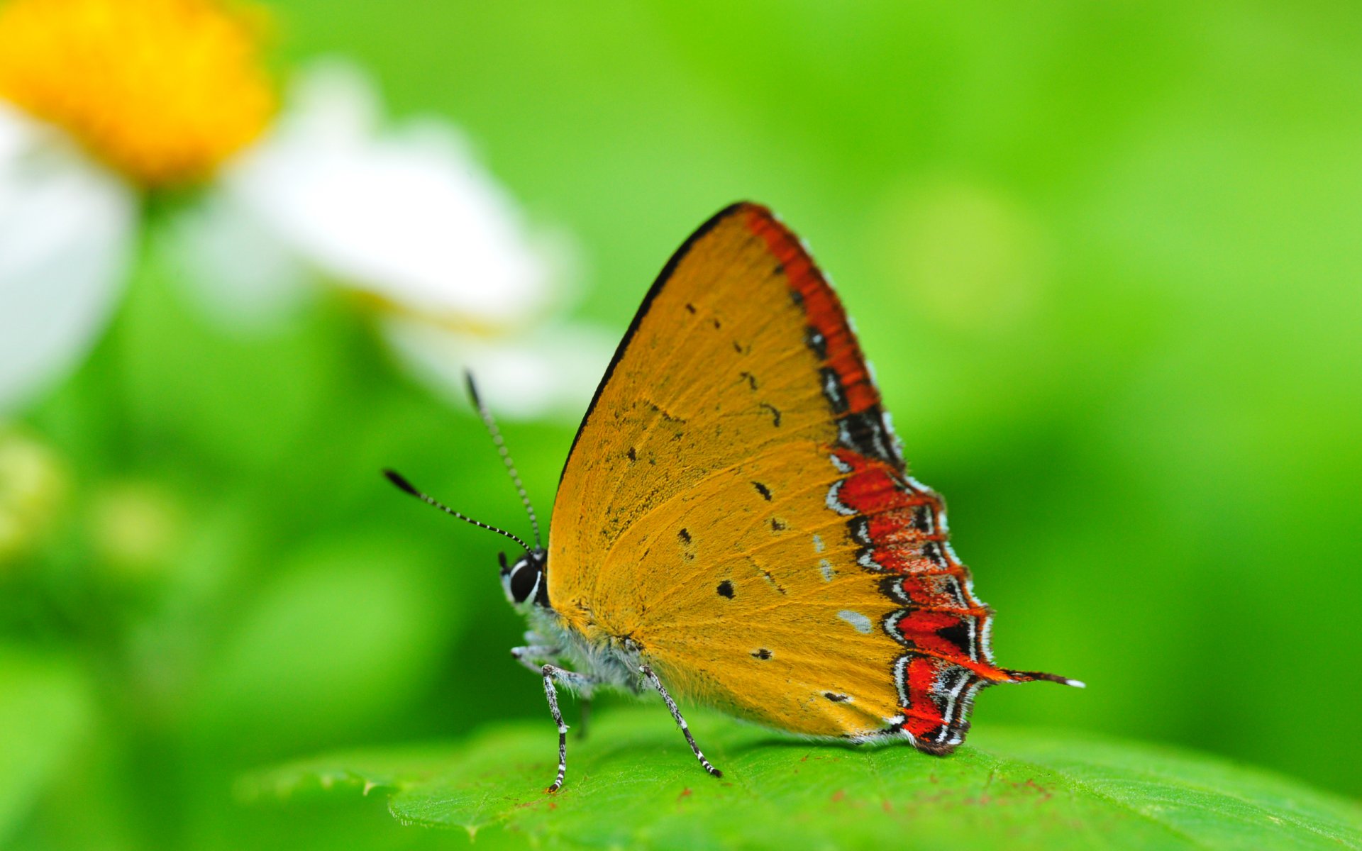 fondo mariposa alas insecto