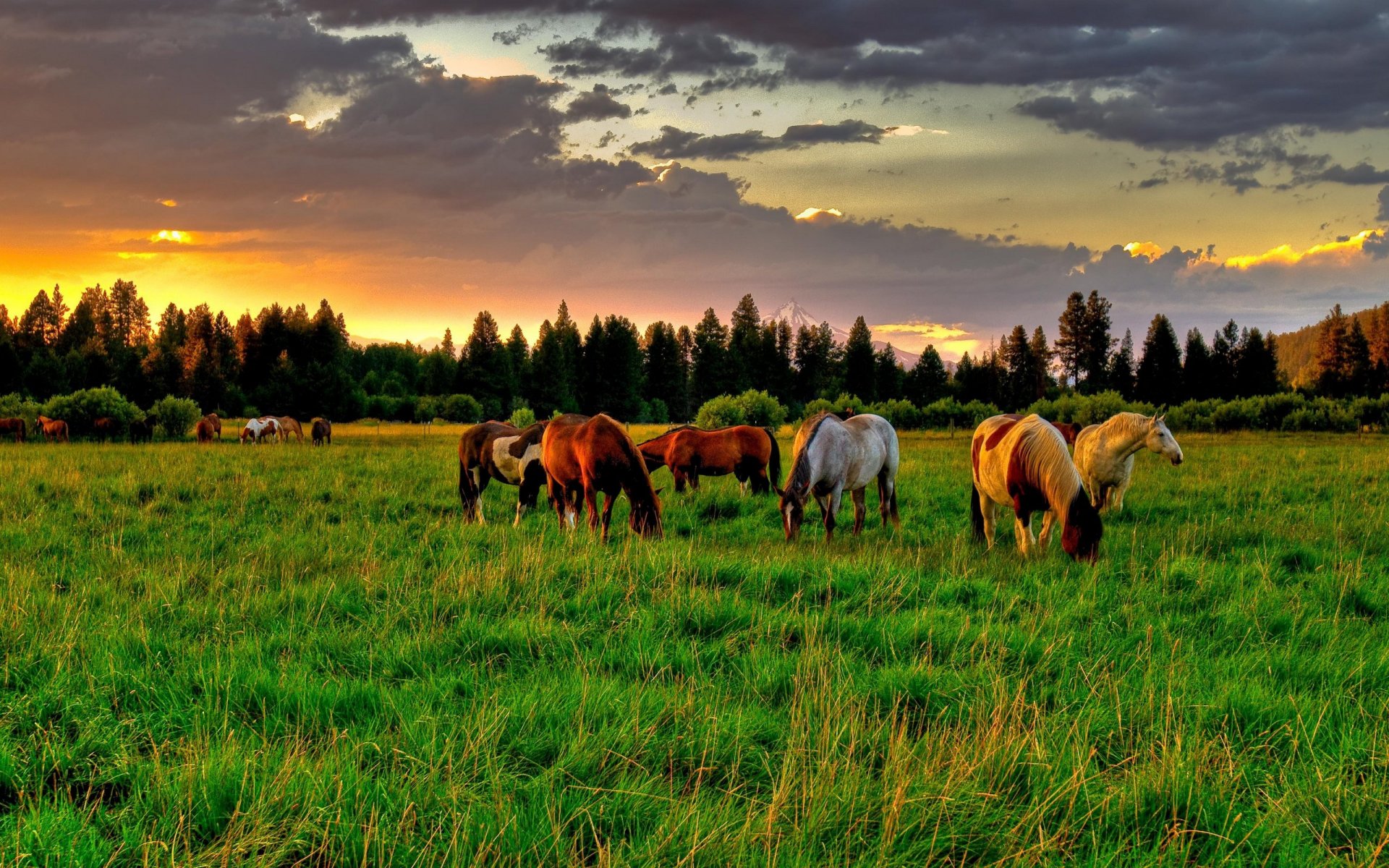 naturaleza verano caballo caballos caballos campo claro prado árboles árbol abeto cielo nubes puesta del sol salida del sol