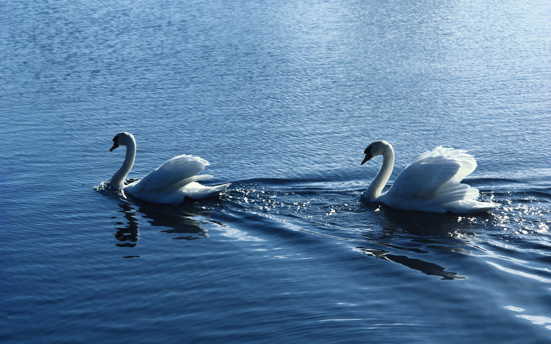 birds water ripple the pair white swan