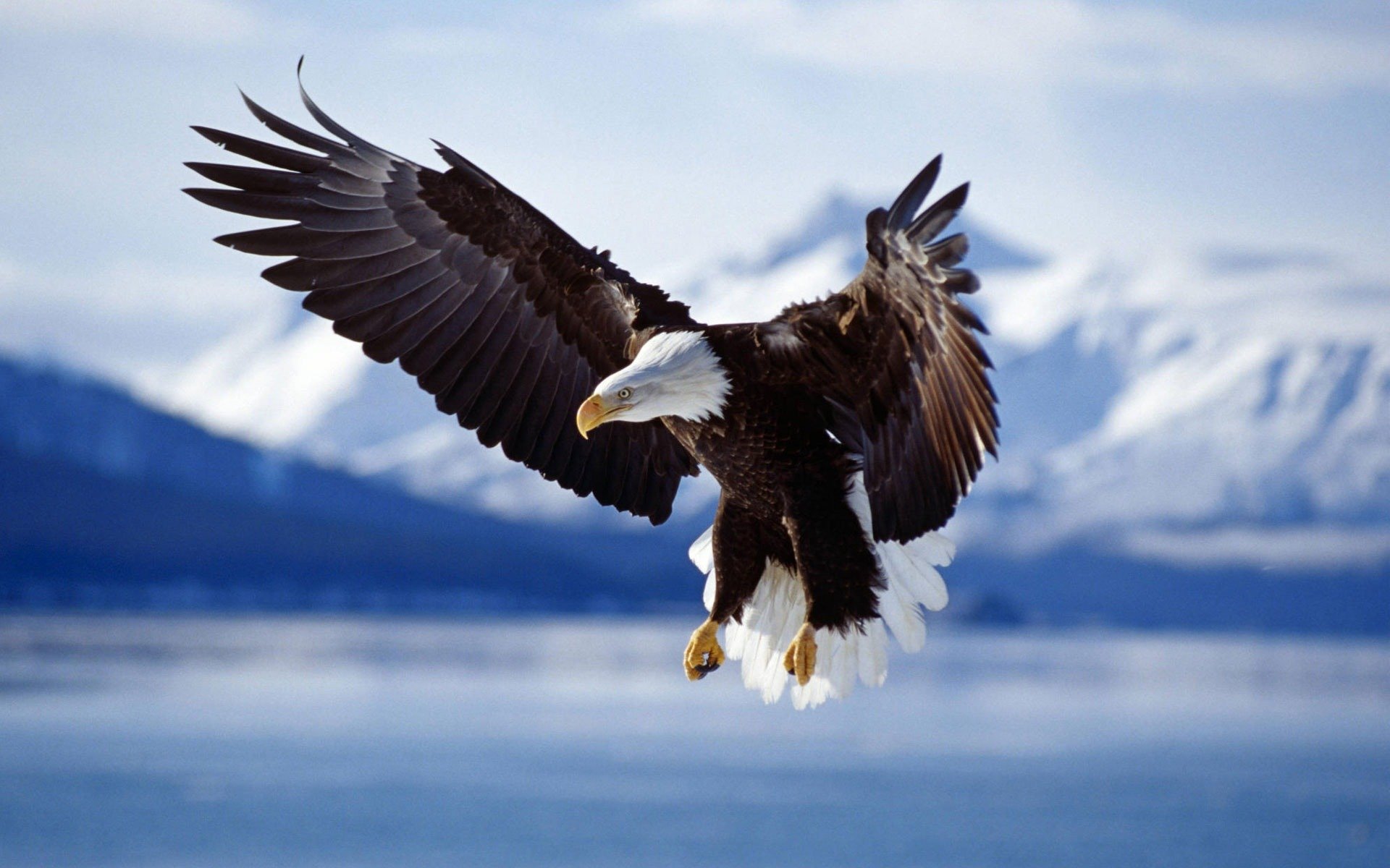 aigles oiseaux oiseau animaux ailes photos d animaux