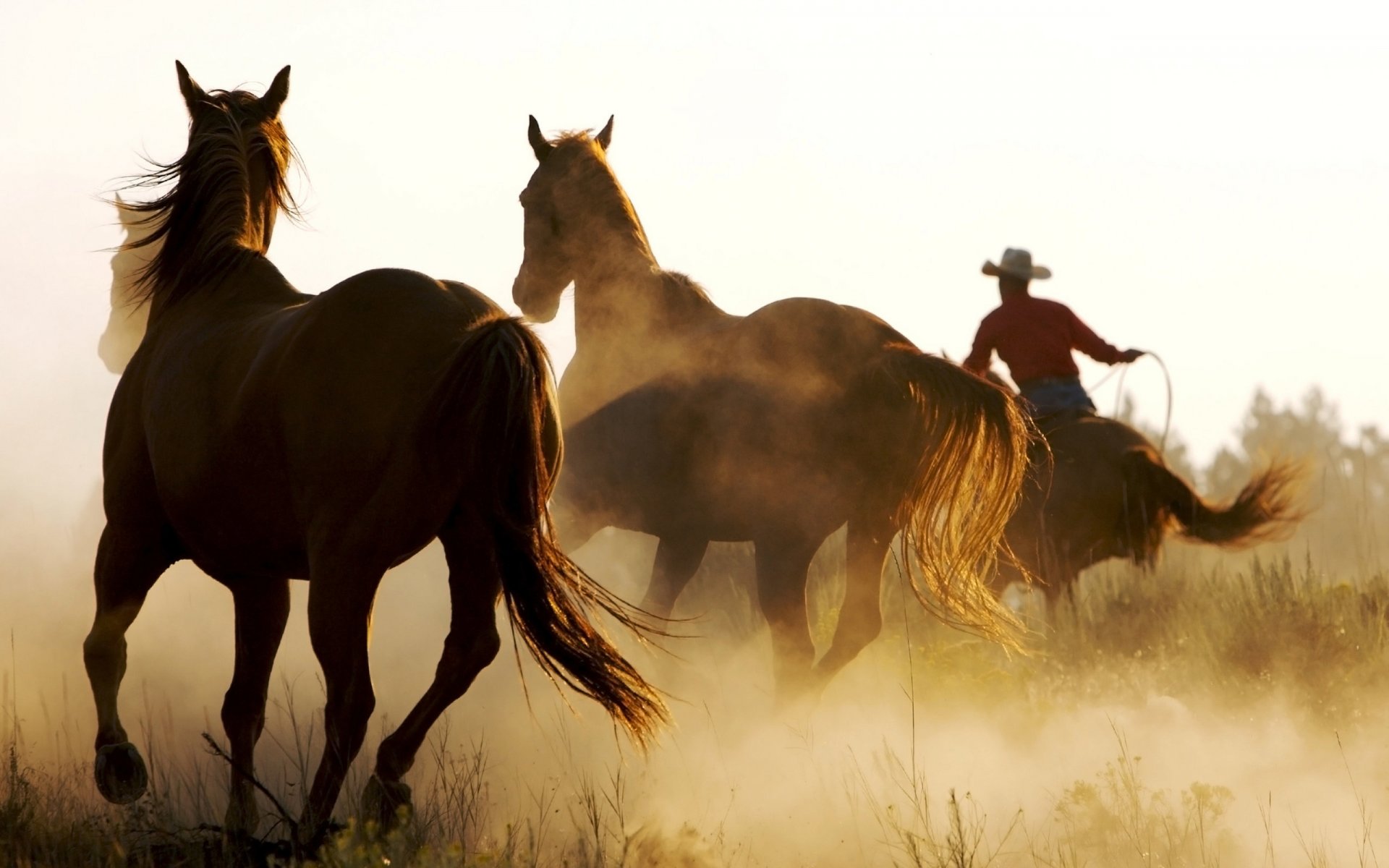 chevaux chevaux personnes homme animaux