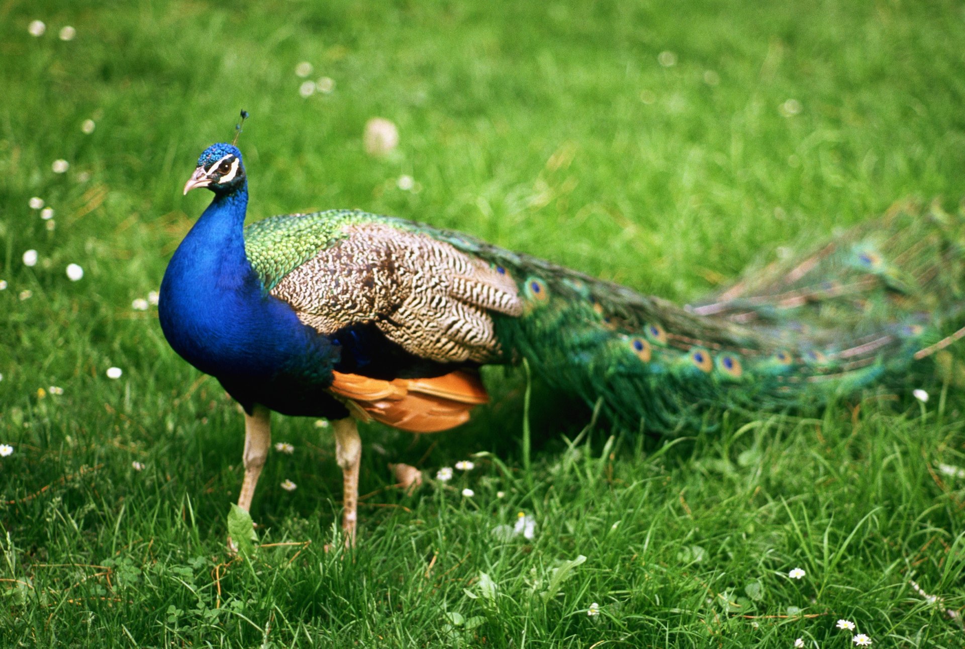 animales aves pavo real macho guapo caminar vacaciones viaje plumas india