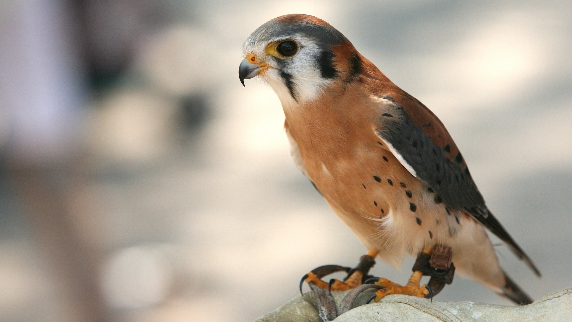 raubtier vogel jäger