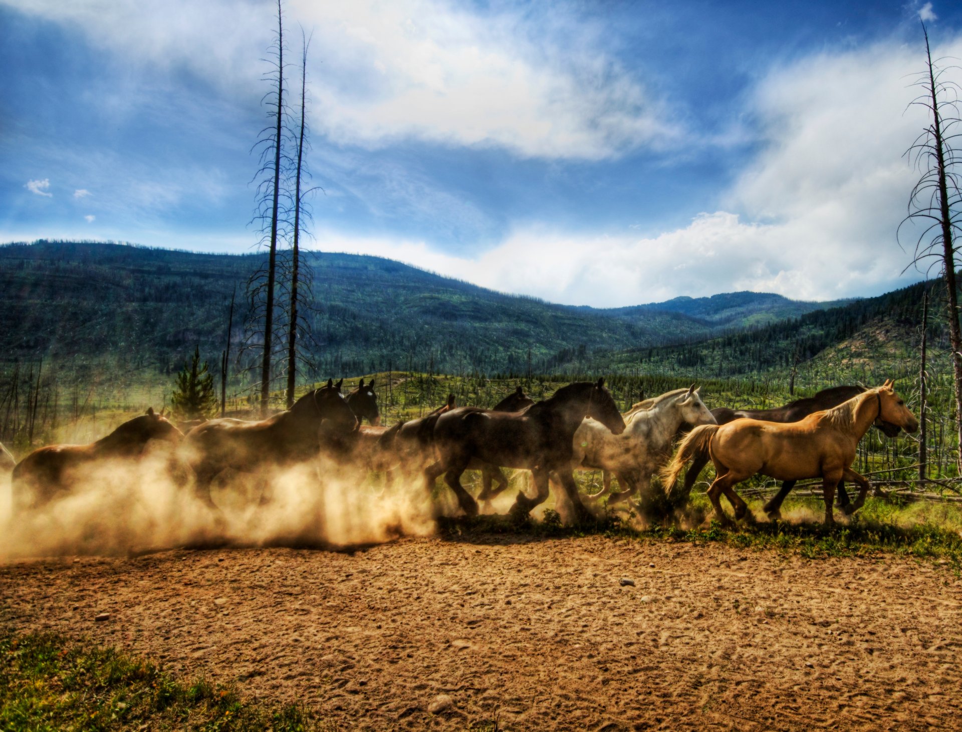 troupeau chevaux courses de chevaux